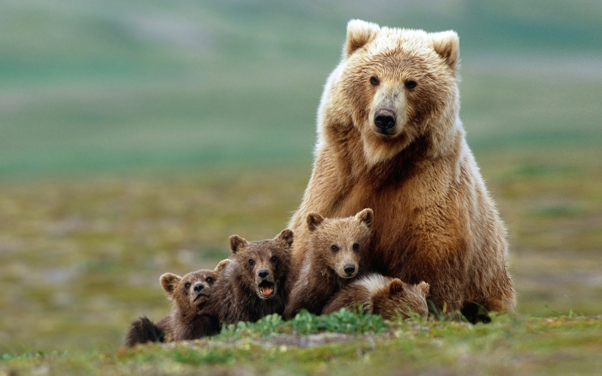 Bears, Baby Animal Wallpaper, 1920x1200 HD Desktop