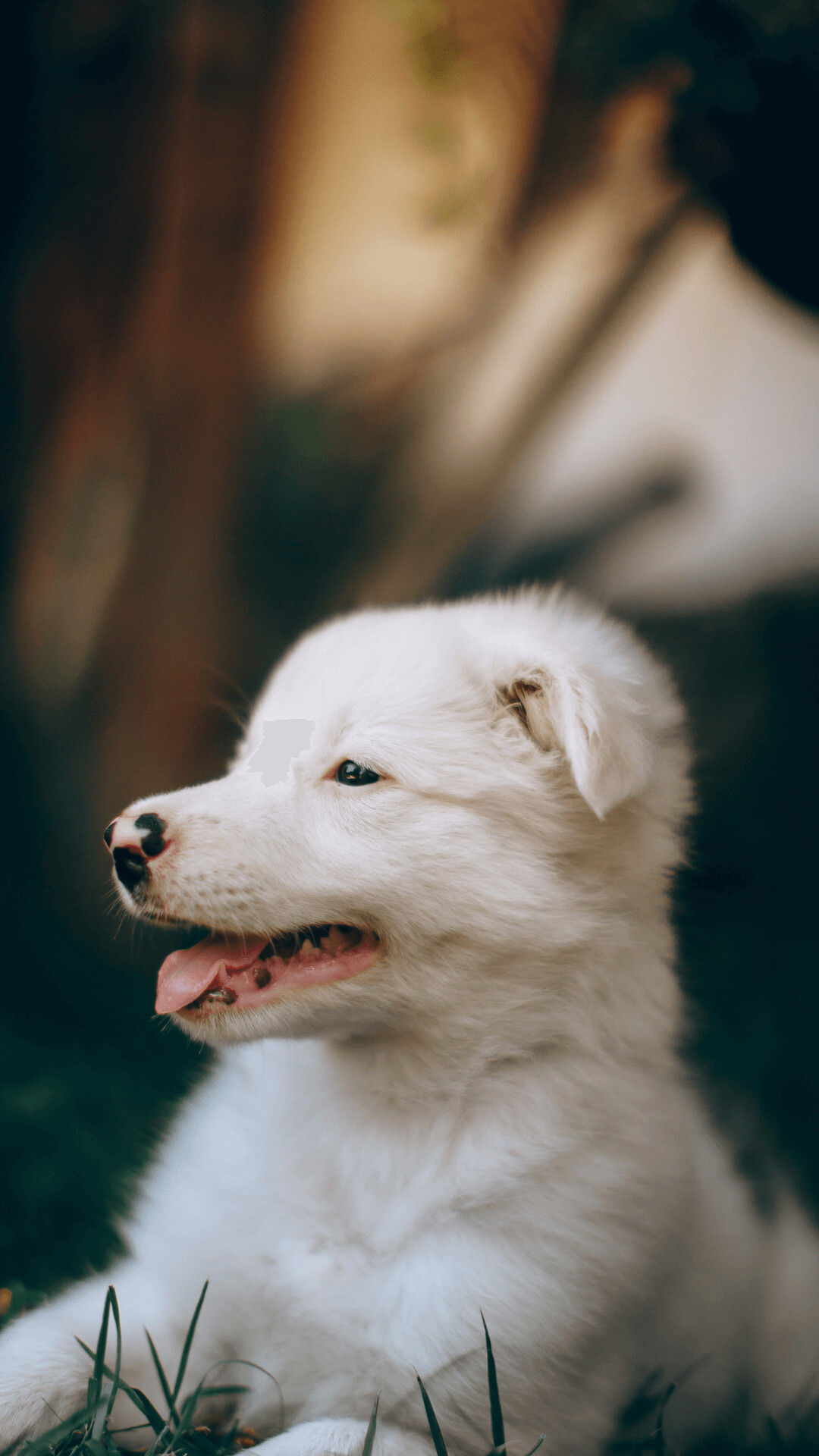 Cute puppy, 4k wallpaper, Adorable animal, High-quality background, 1080x1920 Full HD Phone