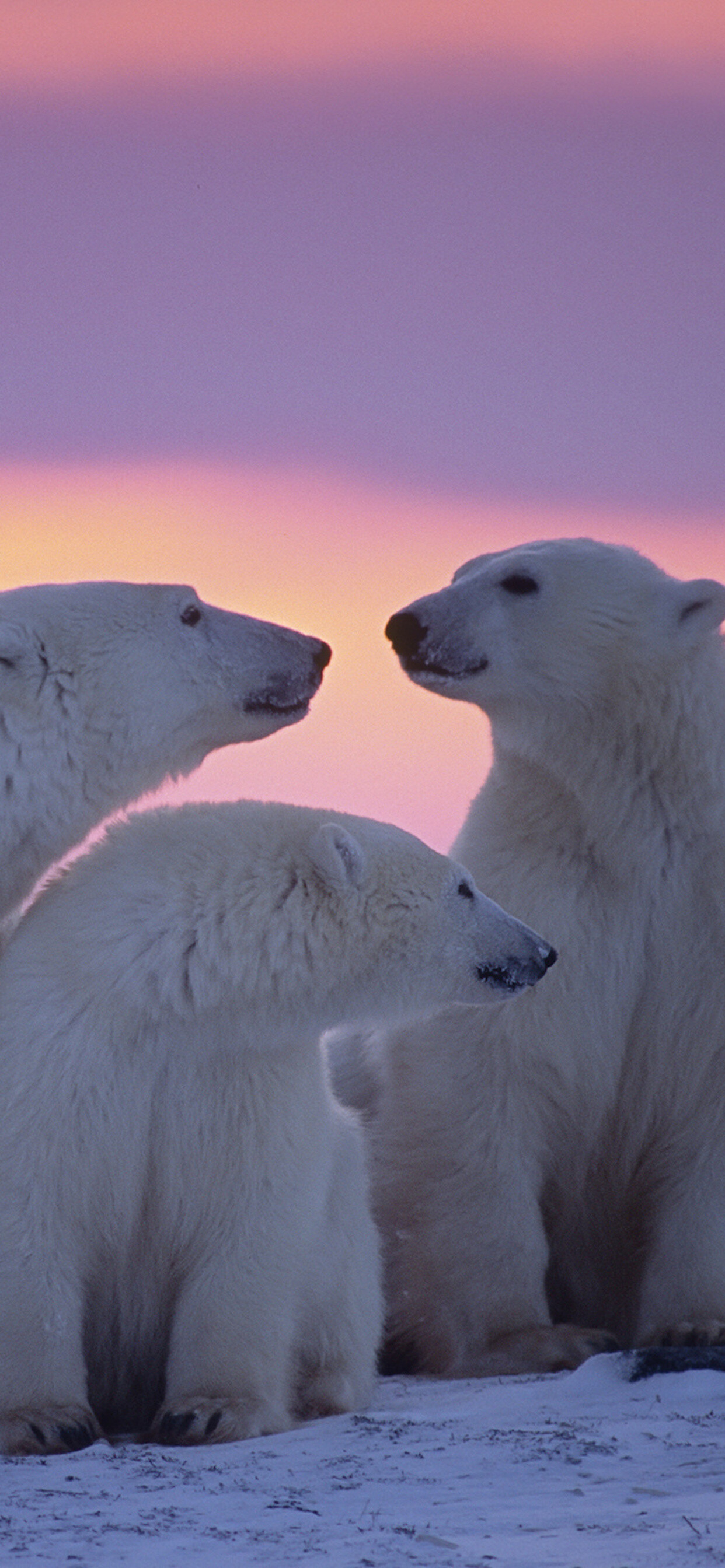 Polar bear family, Arctic paradise, Graceful bond, Family portrait, 1250x2690 HD Phone