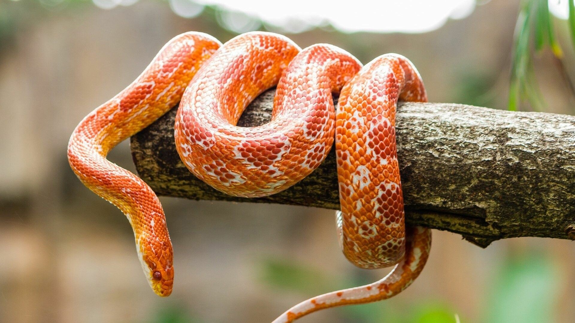 Corn snake, Snakes Wallpaper, 1920x1080 Full HD Desktop