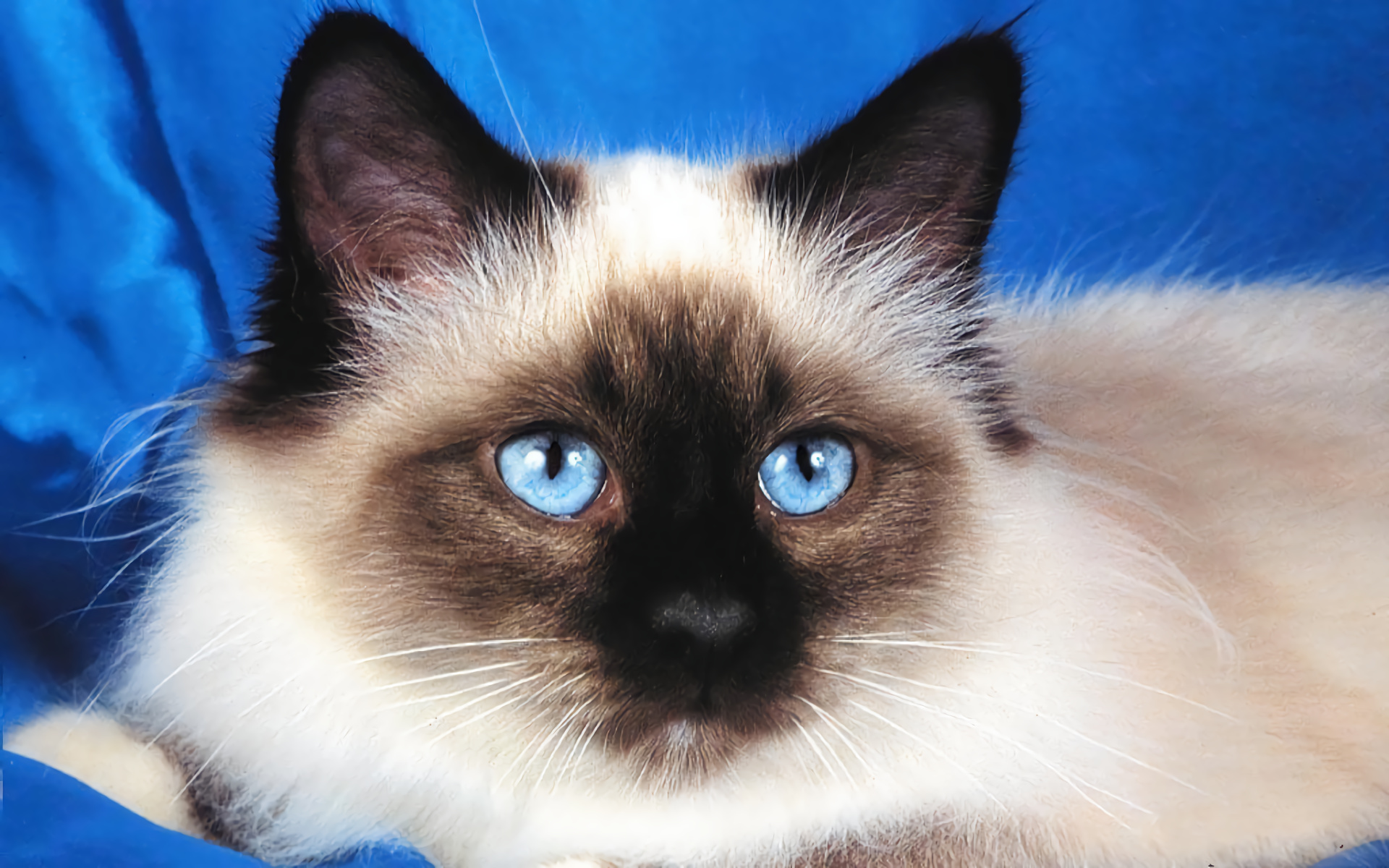 Birman cat, Cat wallpapers, Cat hd wallpaper, Baltana, 1920x1200 HD Desktop