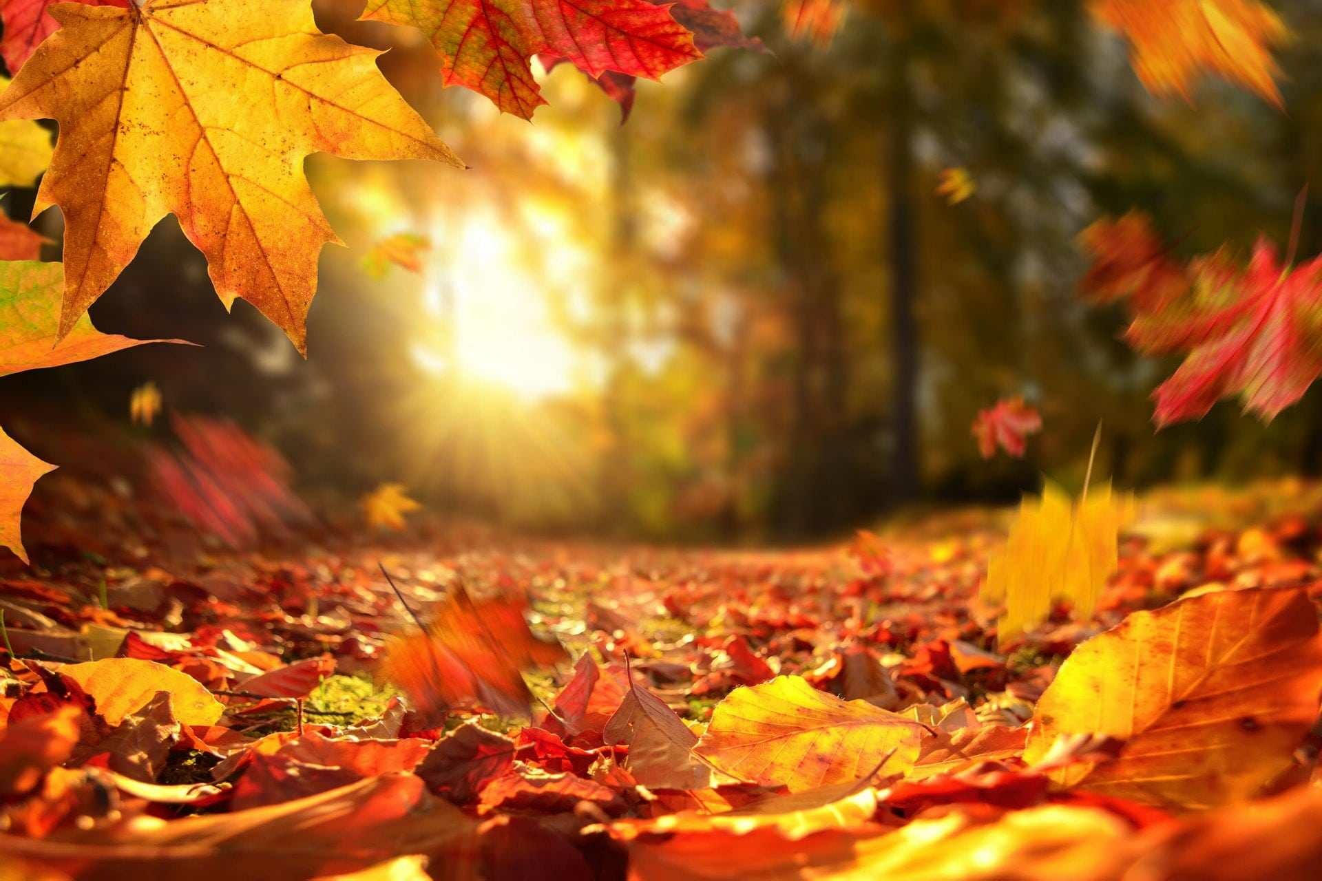 Fall leaves, Autumn vibes, Nature's palette, Seasonal transitions, 1920x1280 HD Desktop