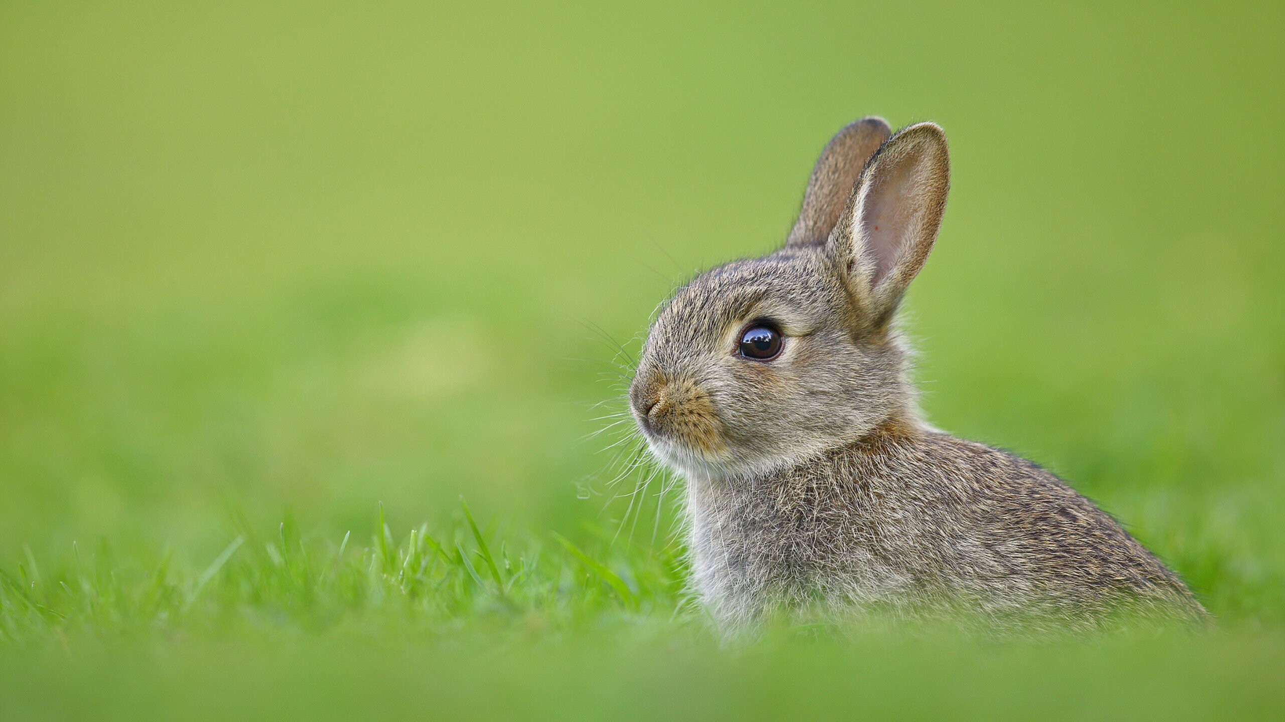 Adorable bunnies, Bunny wallpaper, Rabbit's cuteness, Fluffy rabbits, 2560x1440 HD Desktop