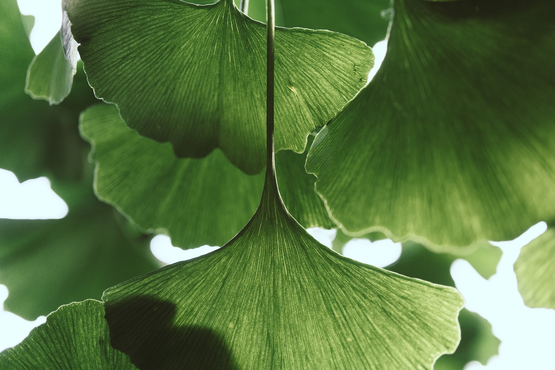 Ginkgo Biloba, Leaf wallpaper, Kde store, Nature's charm, 1920x1280 HD Desktop