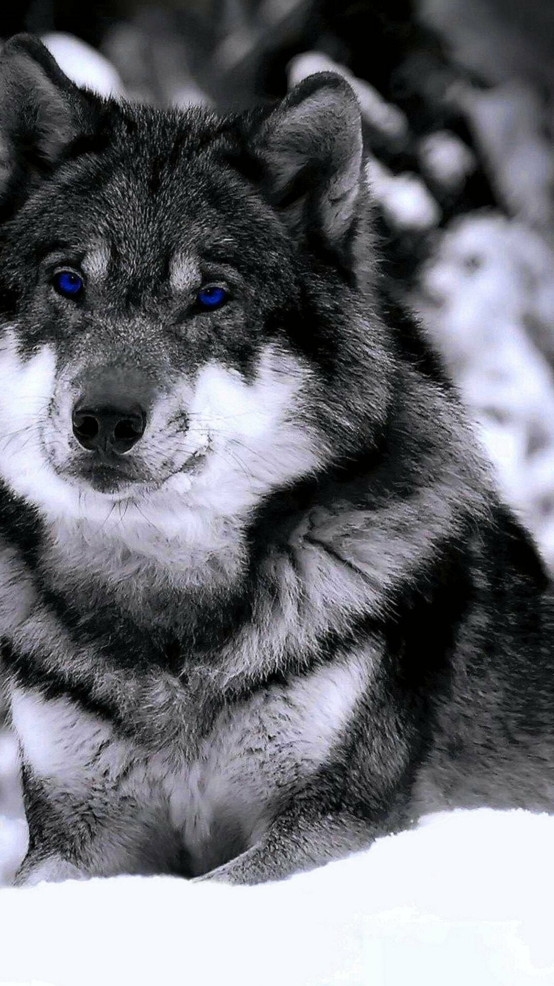 HD wolves wallpapers, Pack of legends, Majestic creatures, Untamed spirits, 1080x1920 Full HD Phone