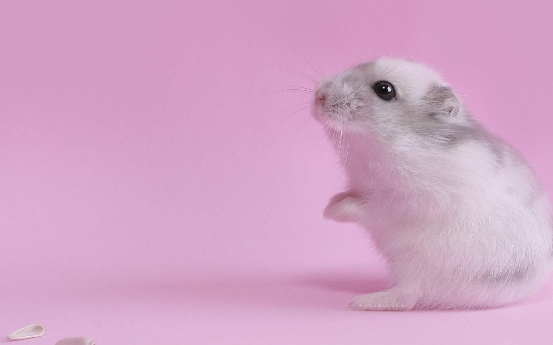 Cute hamster, Animal wallpapers, Furry friend, Pet photography, 1920x1200 HD Desktop