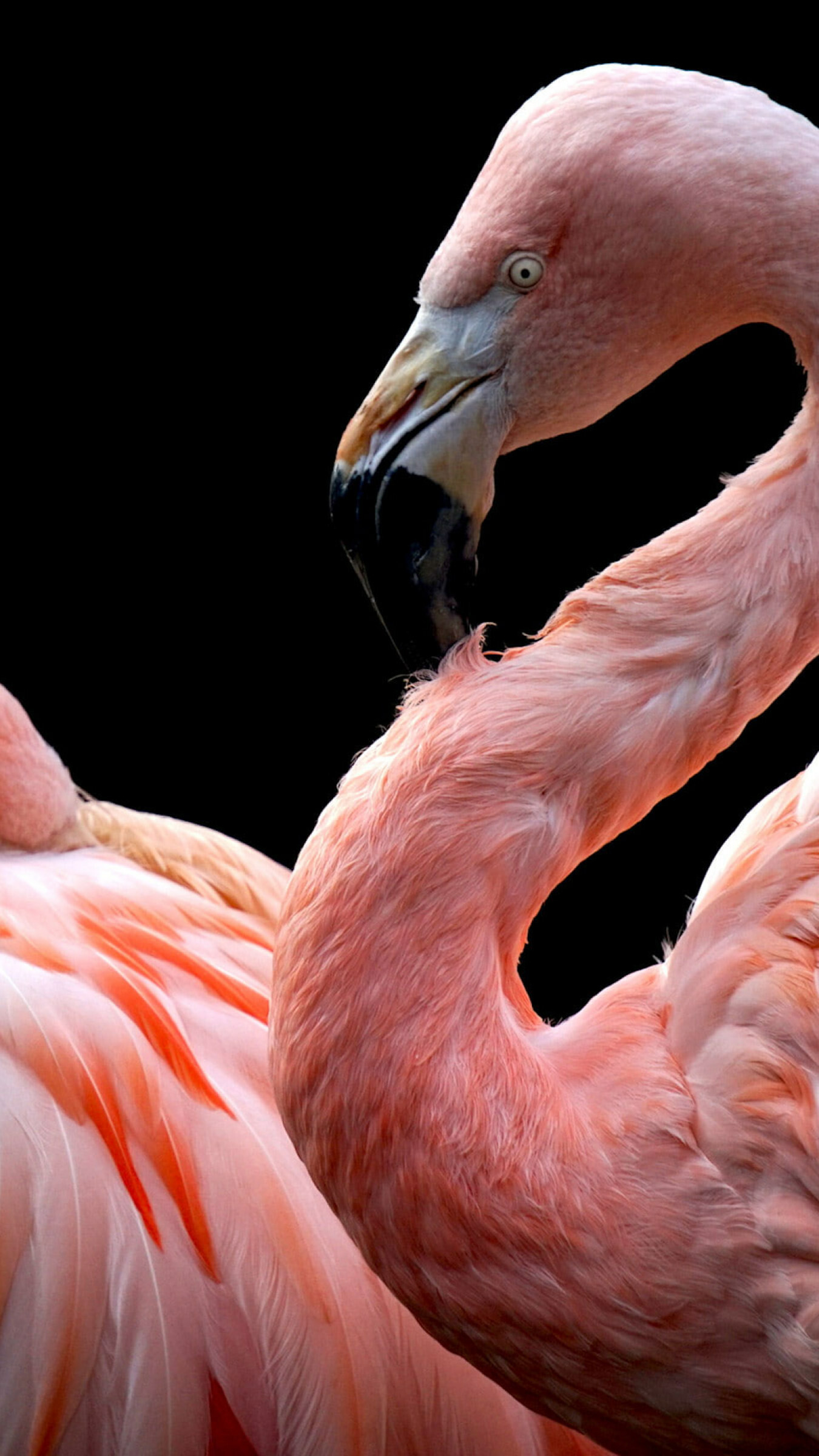 Flamingo beauty, Against black background, Artistic wallpaper, Serene elegance, 1350x2400 HD Phone