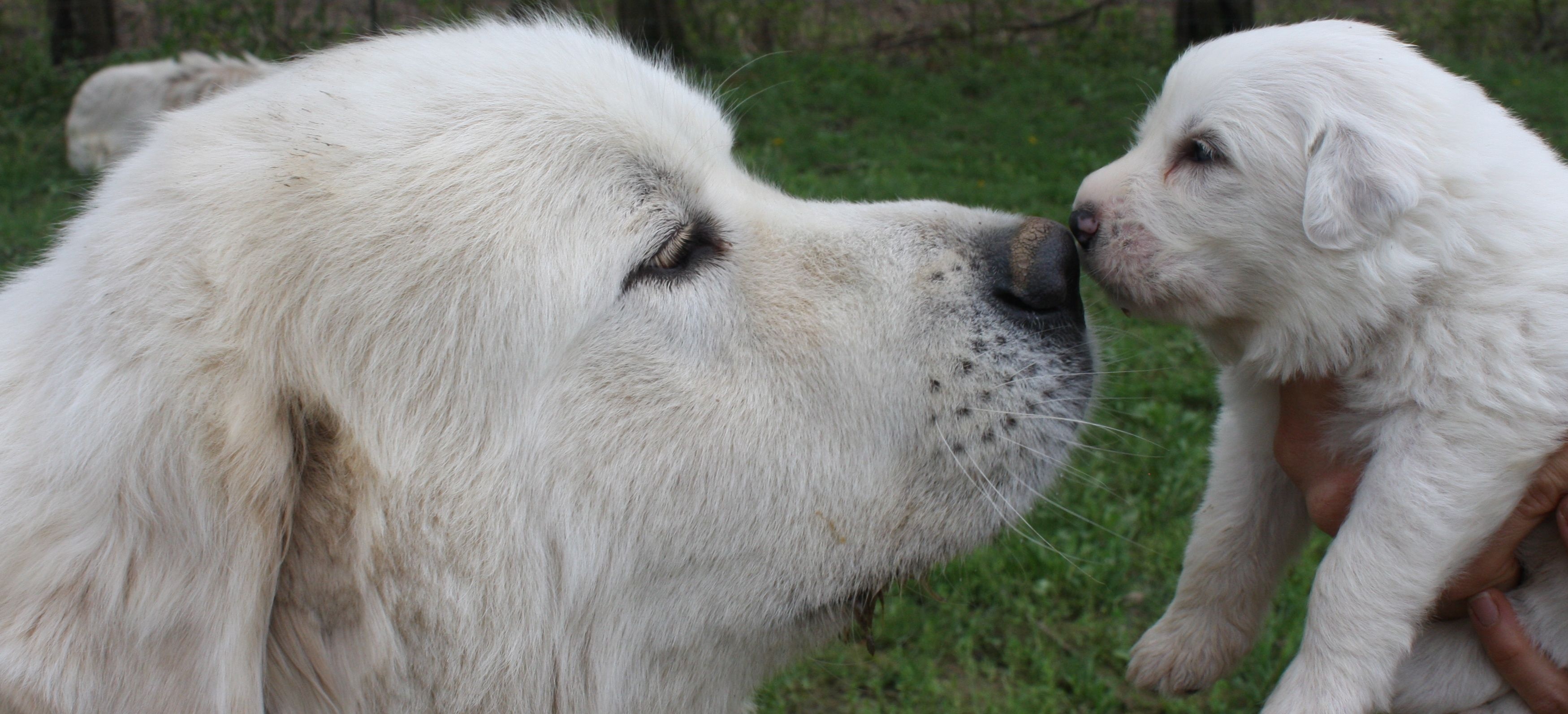 Mother and baby, Great Pyrenees Wallpaper, 3500x1600 Dual Screen Desktop