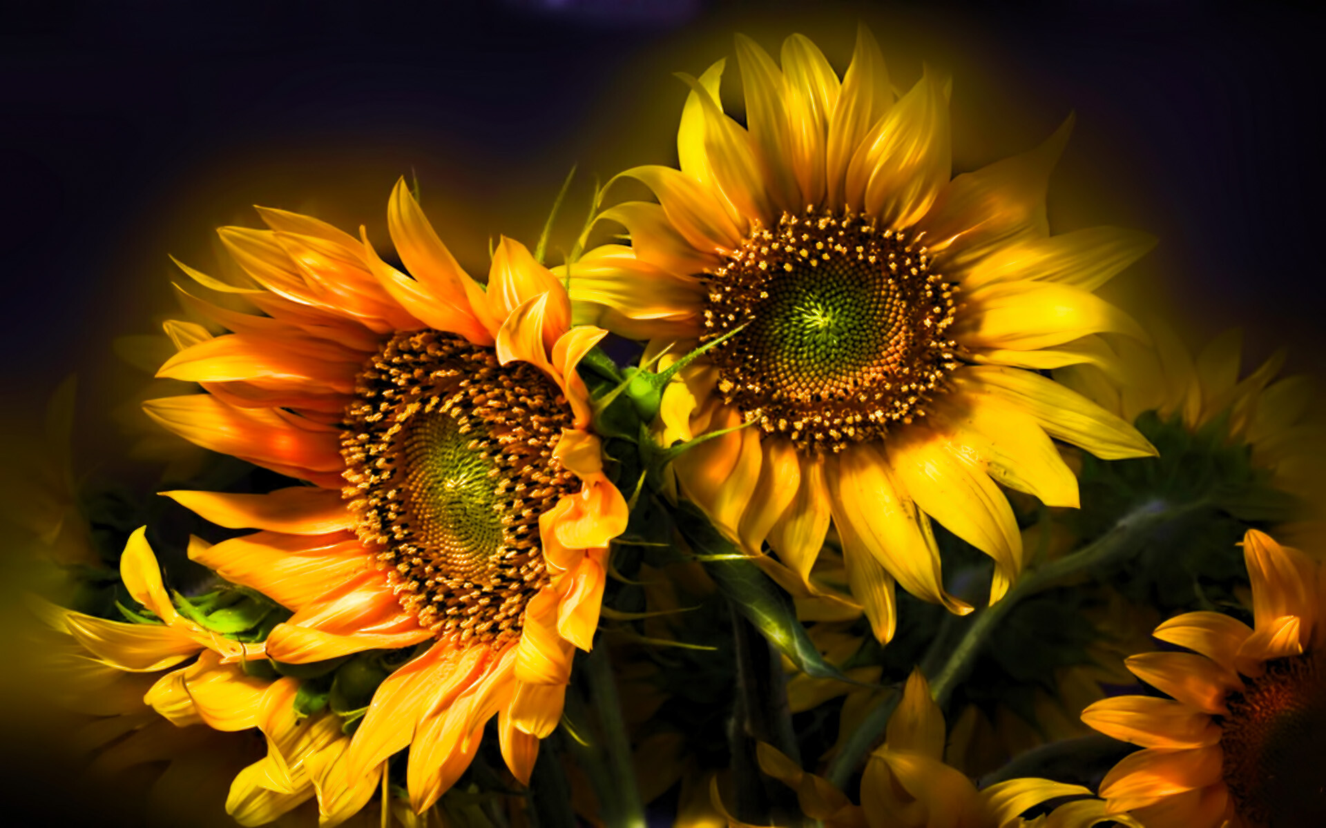 Sunflower, Vibrant yellow blooms, Sun-kissed petals, Energetic beauty, 1920x1200 HD Desktop