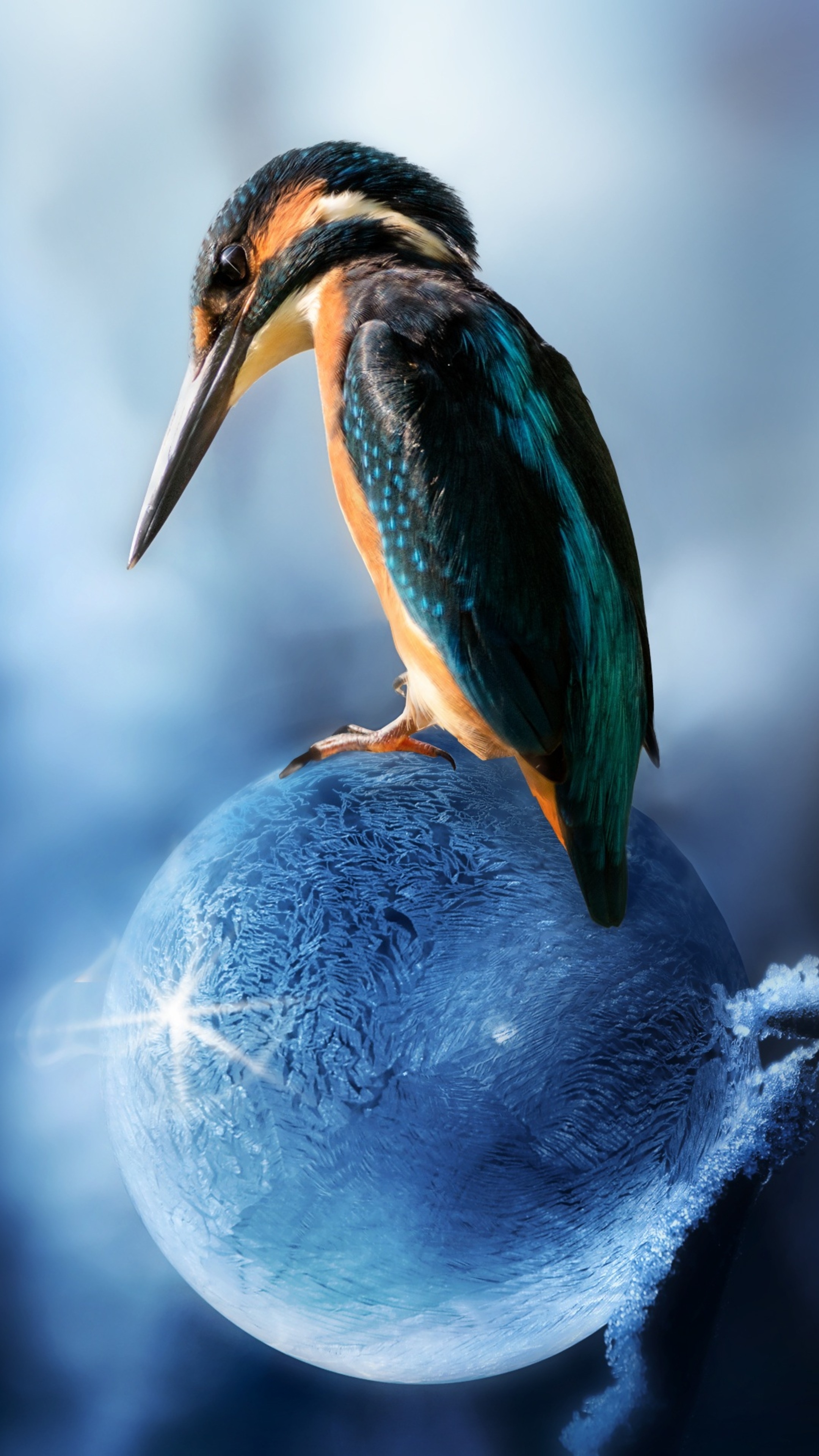 Sony Xperia X, HD 4K wallpapers, Stunning bird, Backgrounds, 2160x3840 4K Phone