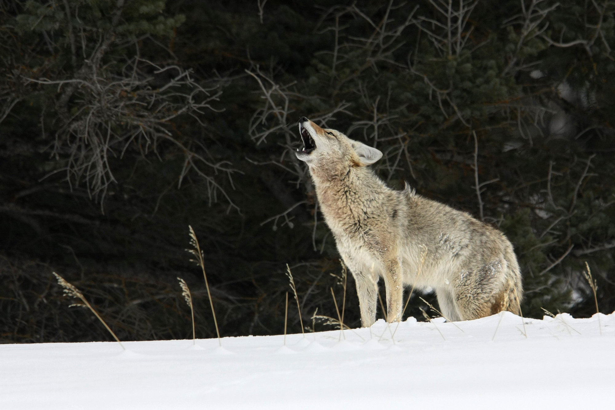 Howling, Coyote Wallpaper, 2000x1340 HD Desktop