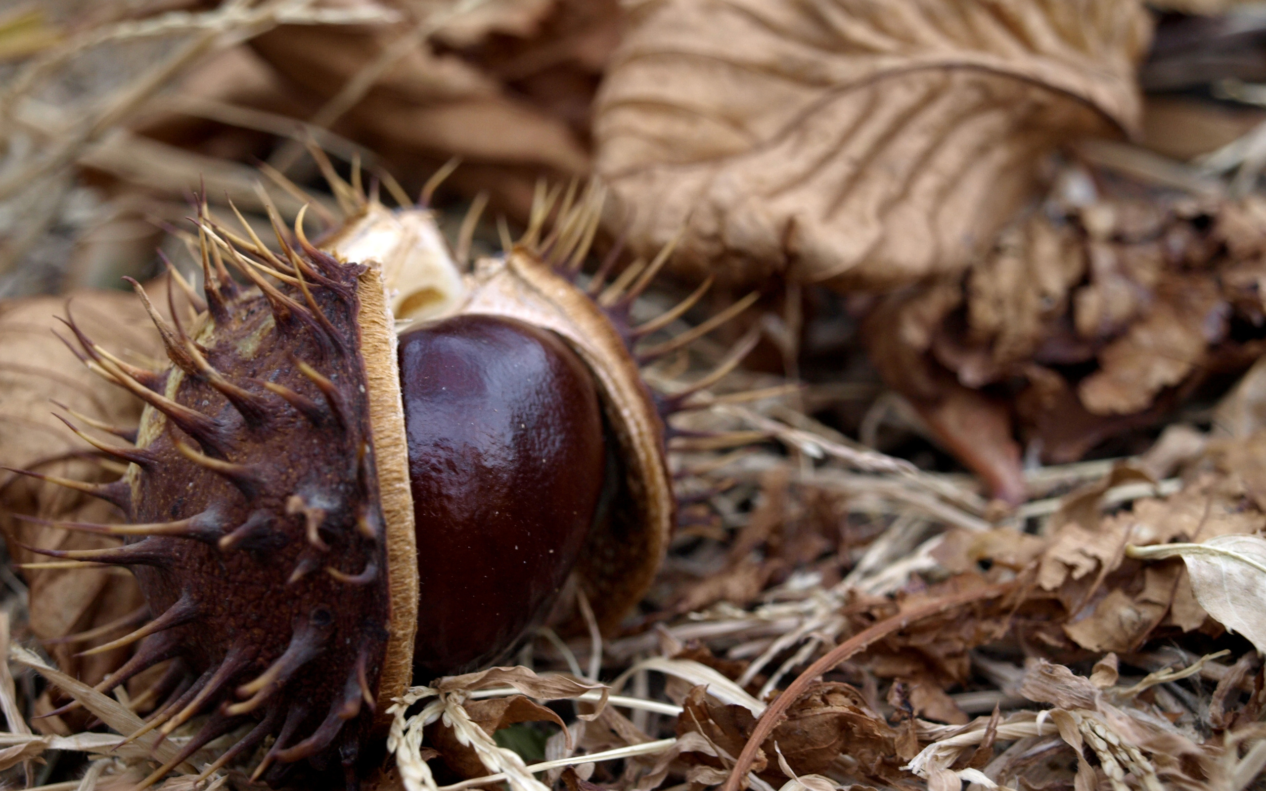 Chestnut tree, 10 wallpapers, Nature, 2560x1600 HD Desktop