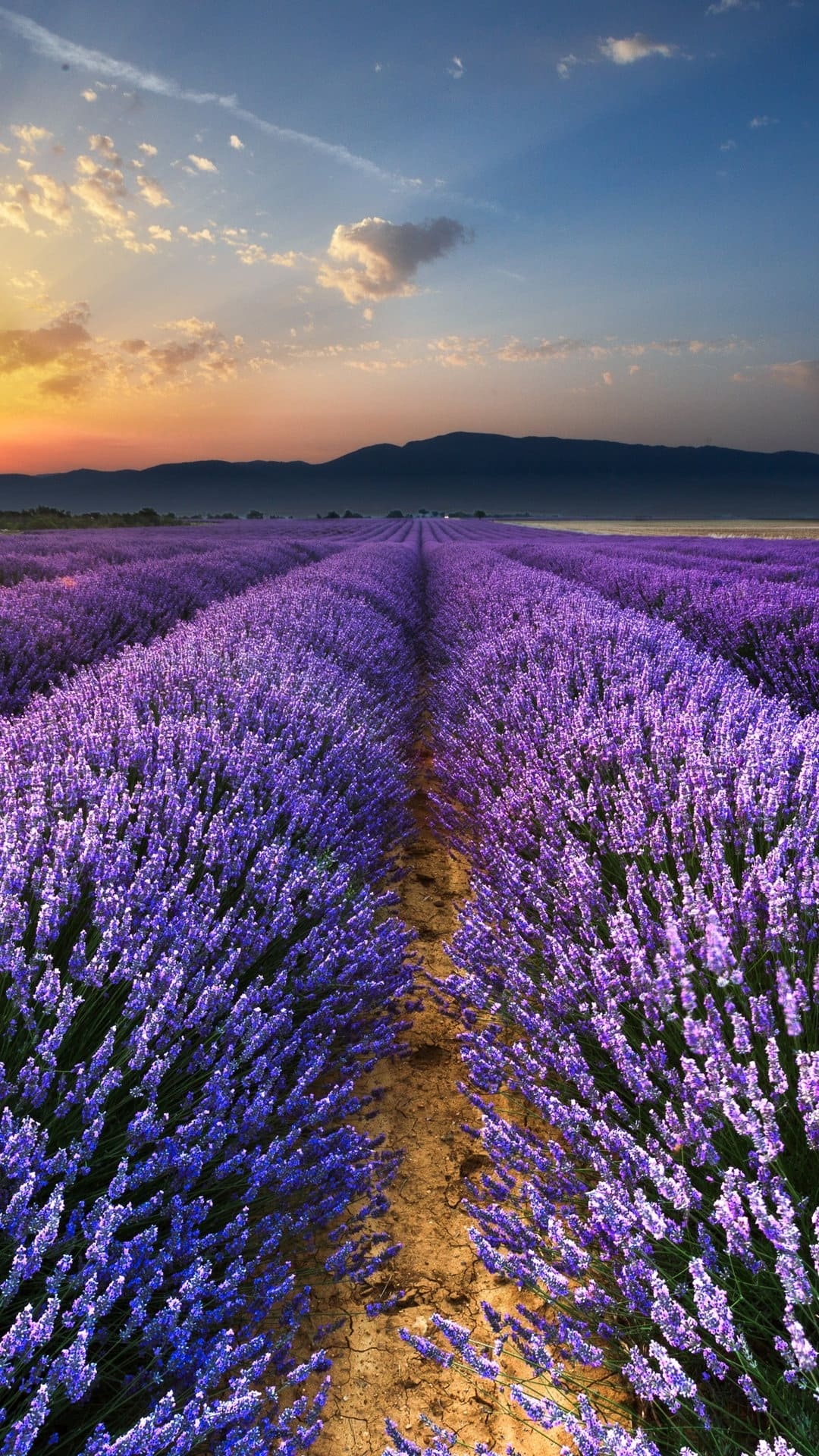 Lavender field, Fragrant blooms, Purple paradise, Nature's haven, 1080x1920 Full HD Phone