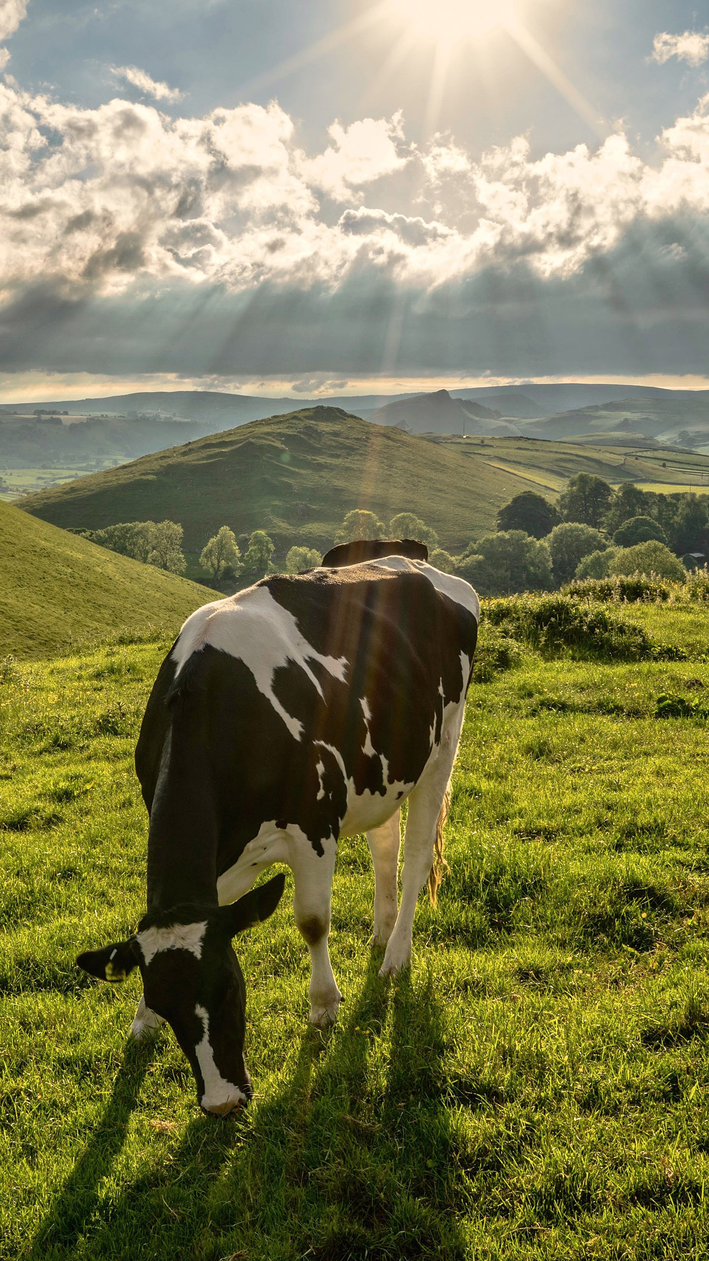 Cow-themed backgrounds, Various imagery, Cow appreciation, Creative wallpapers, 1440x2560 HD Phone