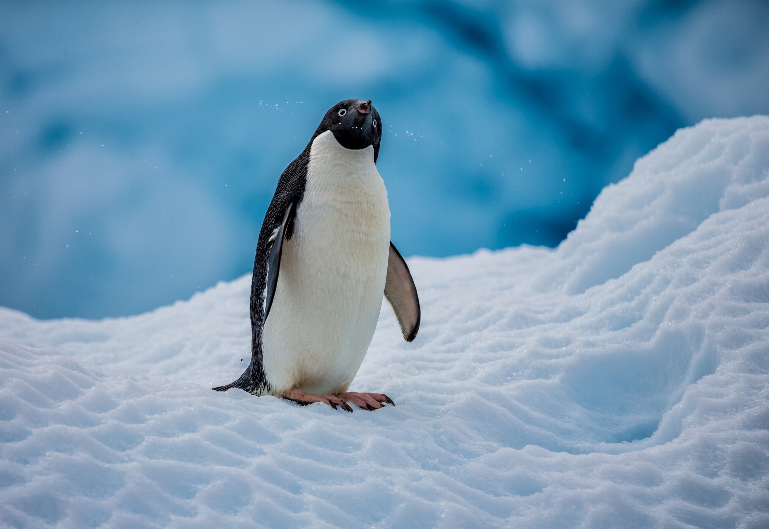 Nature's snow creatures, Ice and snow paradise, Desktop and mobile beauty, Breathtaking backgrounds, 2700x1860 HD Desktop