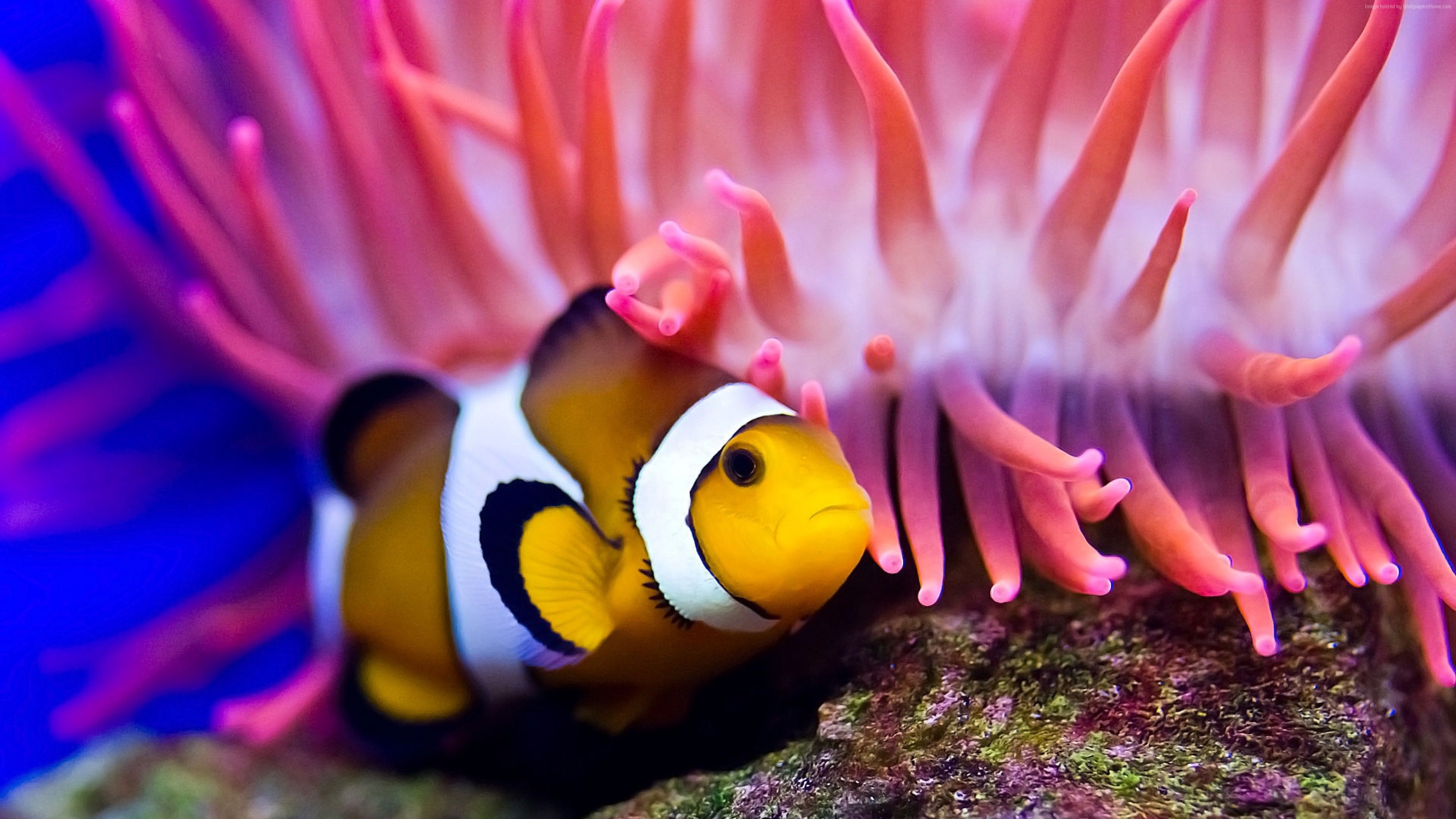 Clownfish, Palyao, Bal, Akvaryum, 3840x2160 4K Desktop