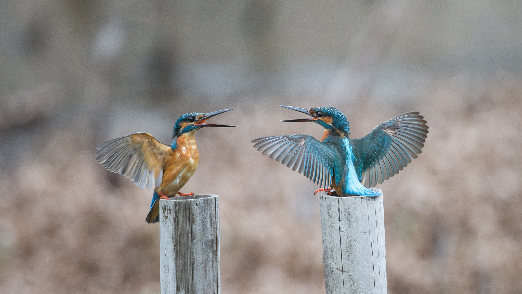 Kingfisher, Dual kingfishers, Nature's symmetry, Majestic birds in flight, 2050x1160 HD Desktop