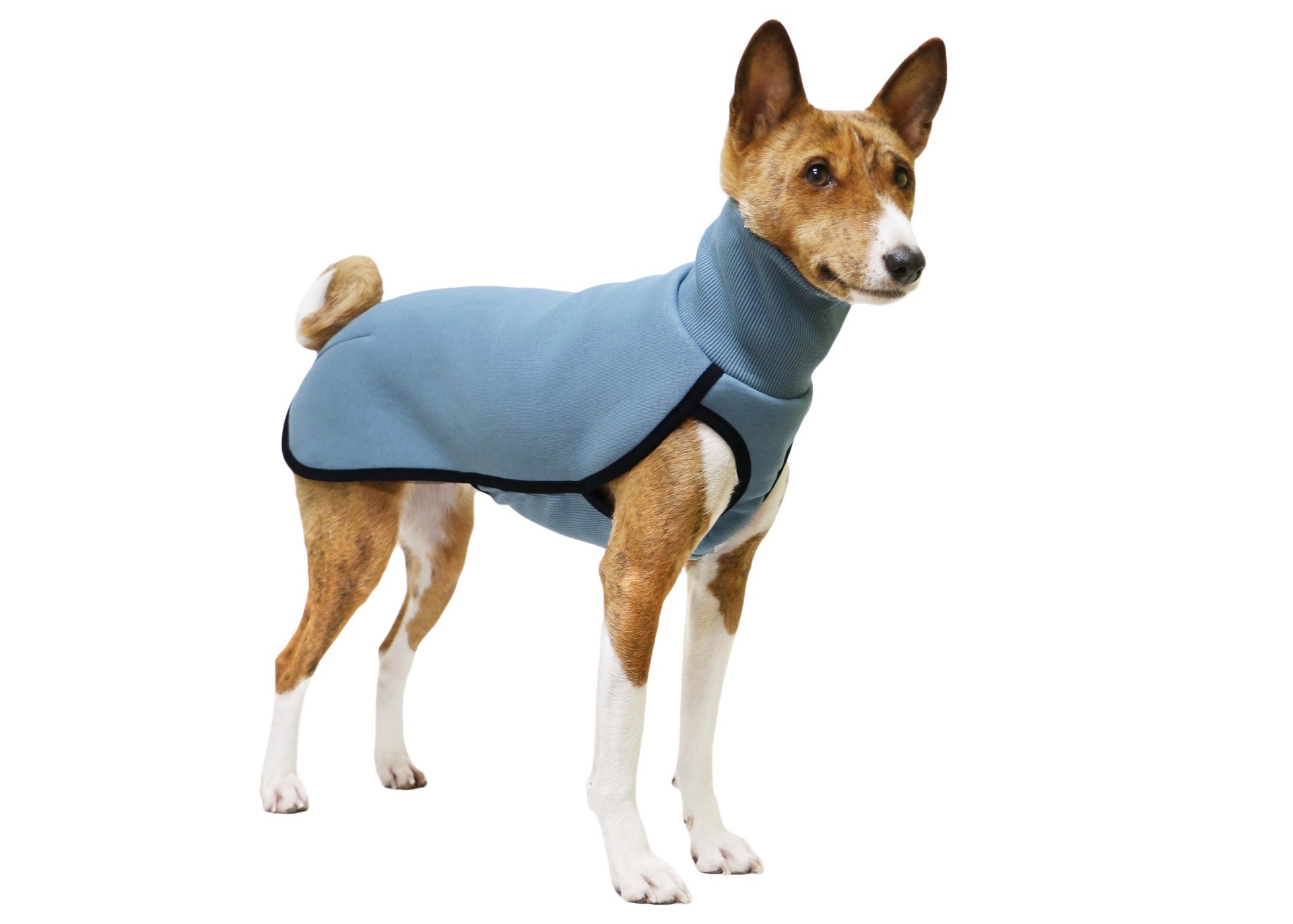 Basenji Dog, Like a fox, Stylish clothes, Unique and trendy, 1920x1380 HD Desktop