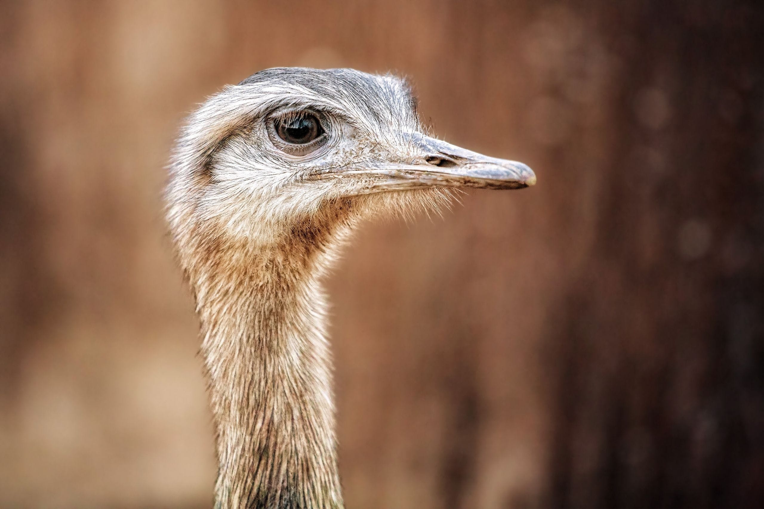 Fastest bird, Long neck, Feathered creature, African inhabitant, 2560x1710 HD Desktop