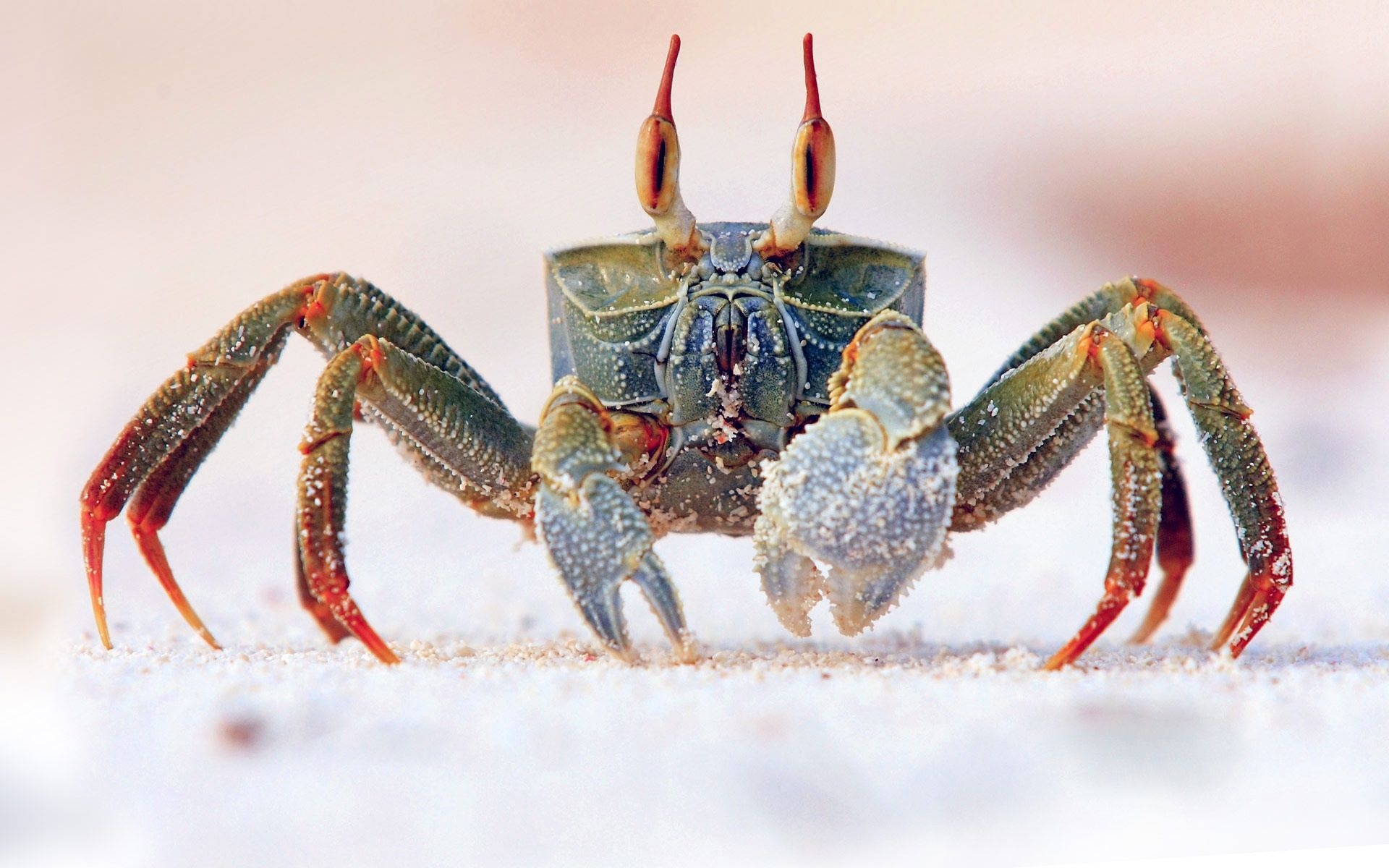 Horned ghost crab, Crabs Wallpaper, 1920x1200 HD Desktop