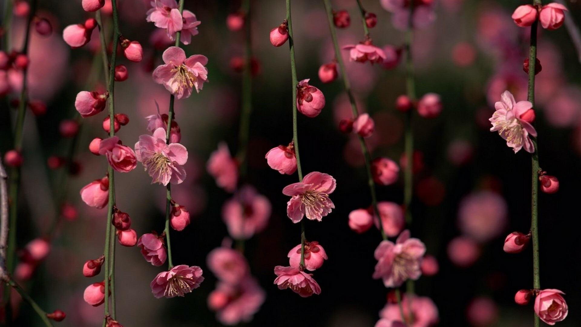 Spring vibes, Bright and cheerful, Nature at its best, Inspiring moments, 1920x1080 Full HD Desktop