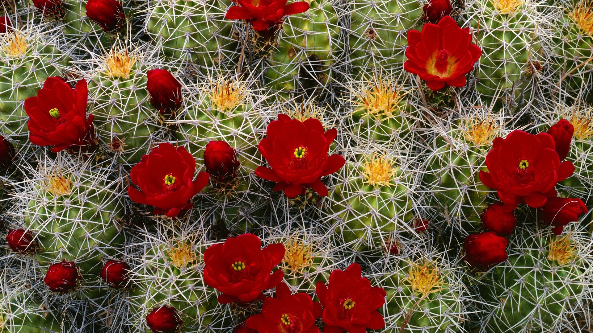 High-definition beauty, Mesmerizing cactus, Nature's artwork, Wallpaper art, 1920x1080 Full HD Desktop