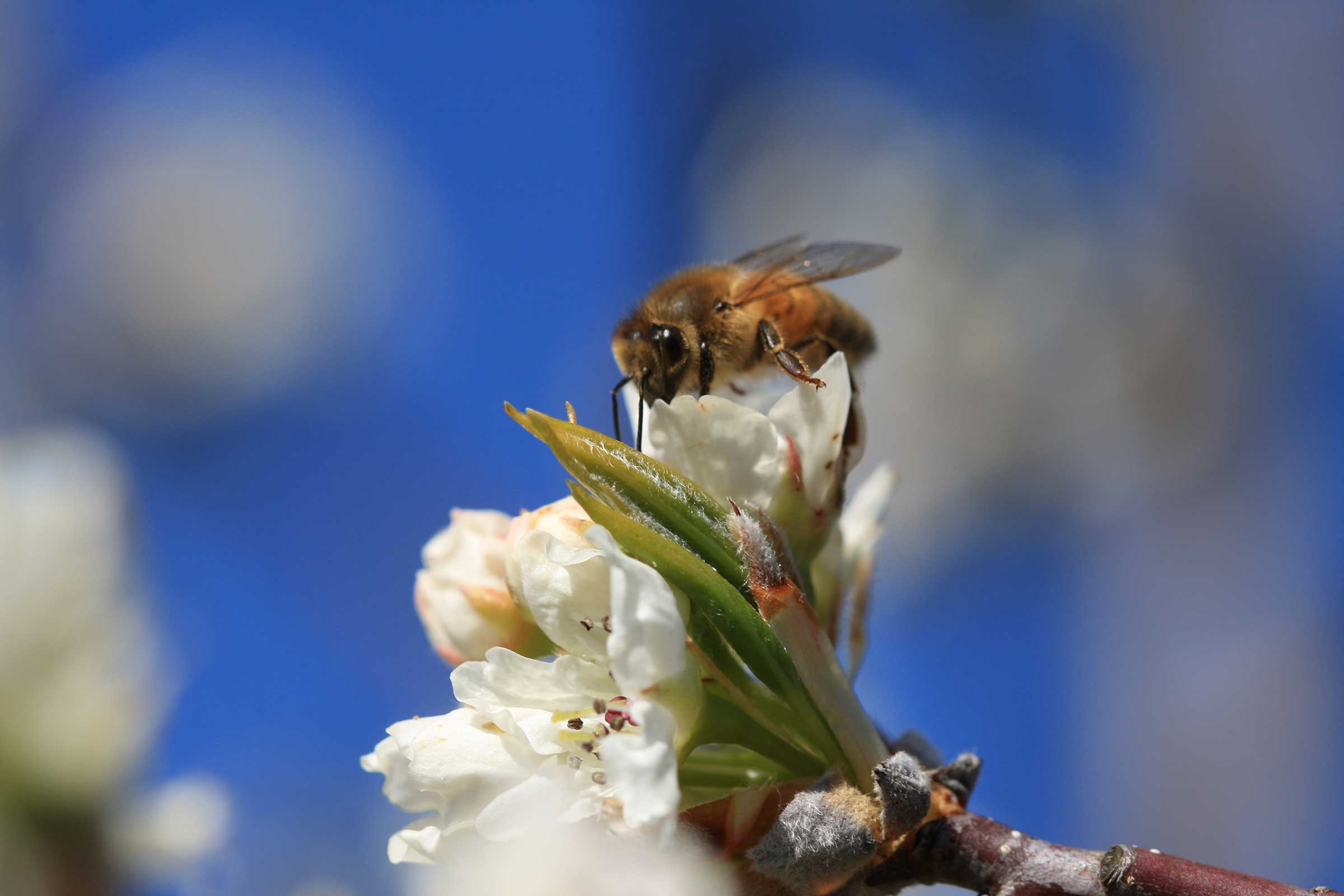 Bee-friendly farming, Environmental awareness, Protecting bees, Sustainable practices, 2400x1600 HD Desktop