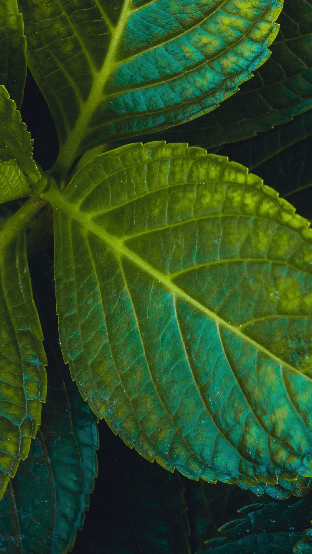 Green leaves, Close-up, High resolution, Download, 1080x1920 Full HD Phone