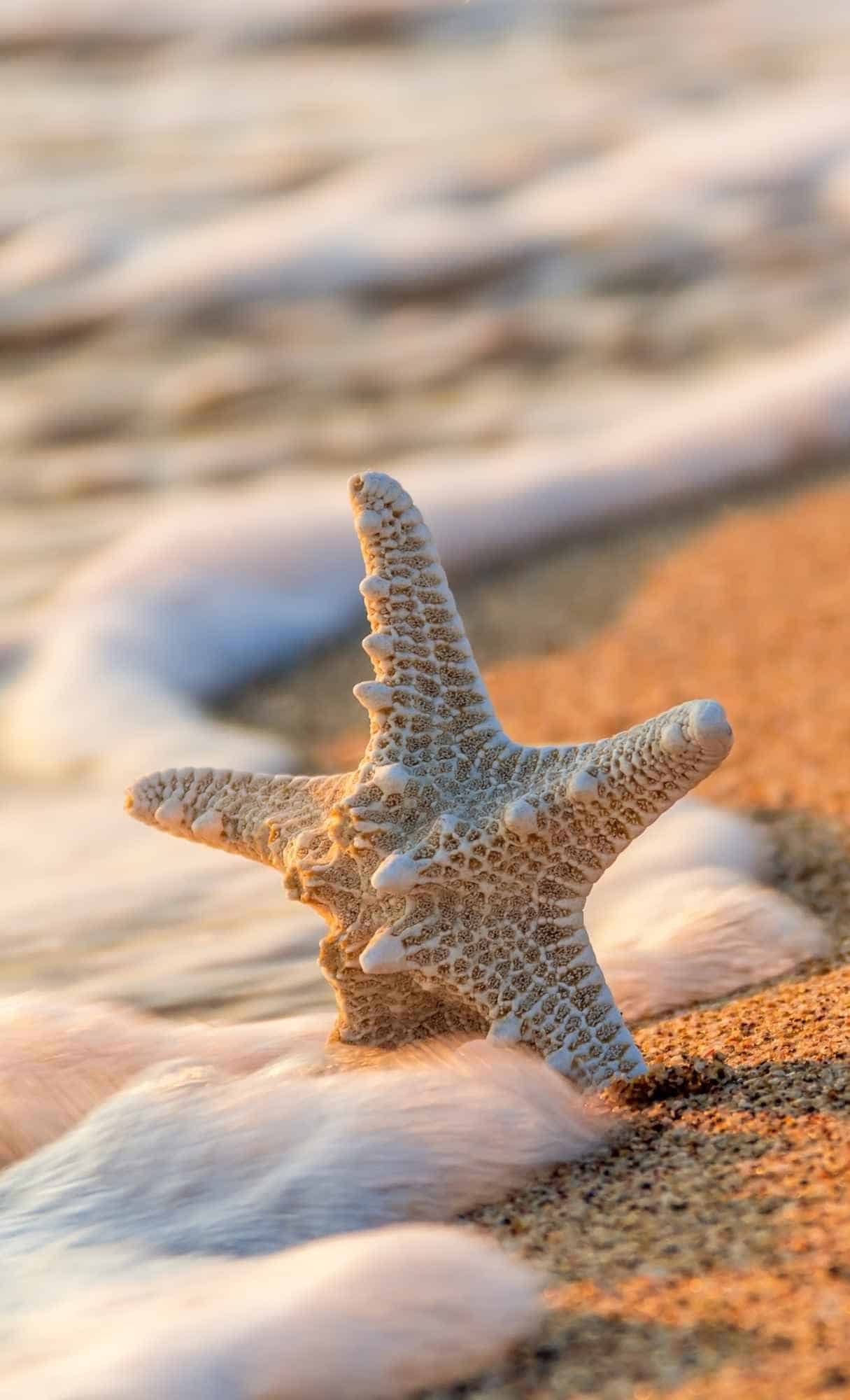 Starfish, Cute iPhone Backgrounds Wallpaper, 1220x2000 HD Phone