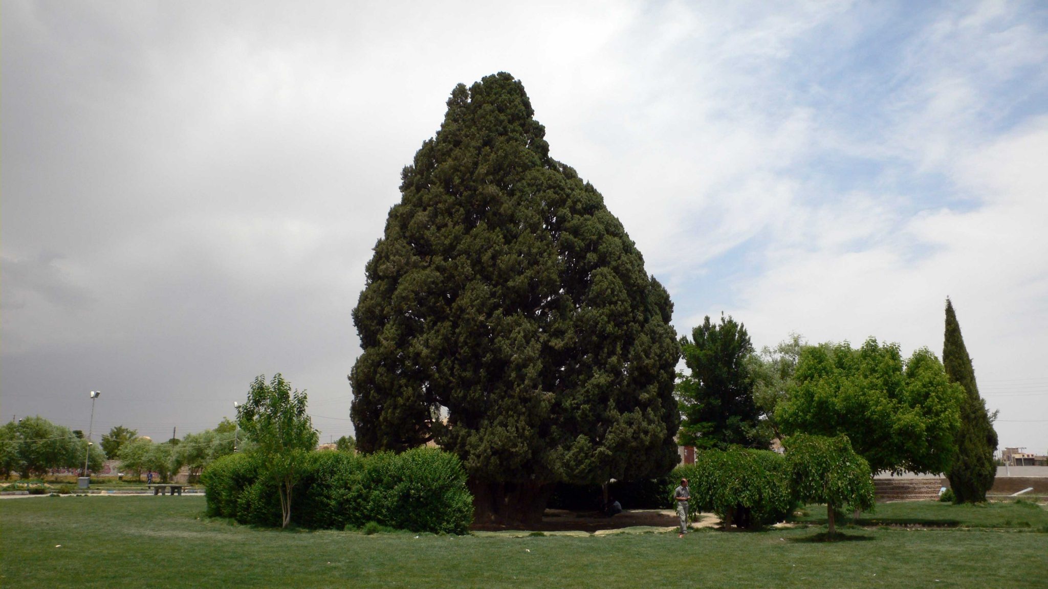 Abarkuh, Cypress Tree Wallpaper, 2050x1160 HD Desktop