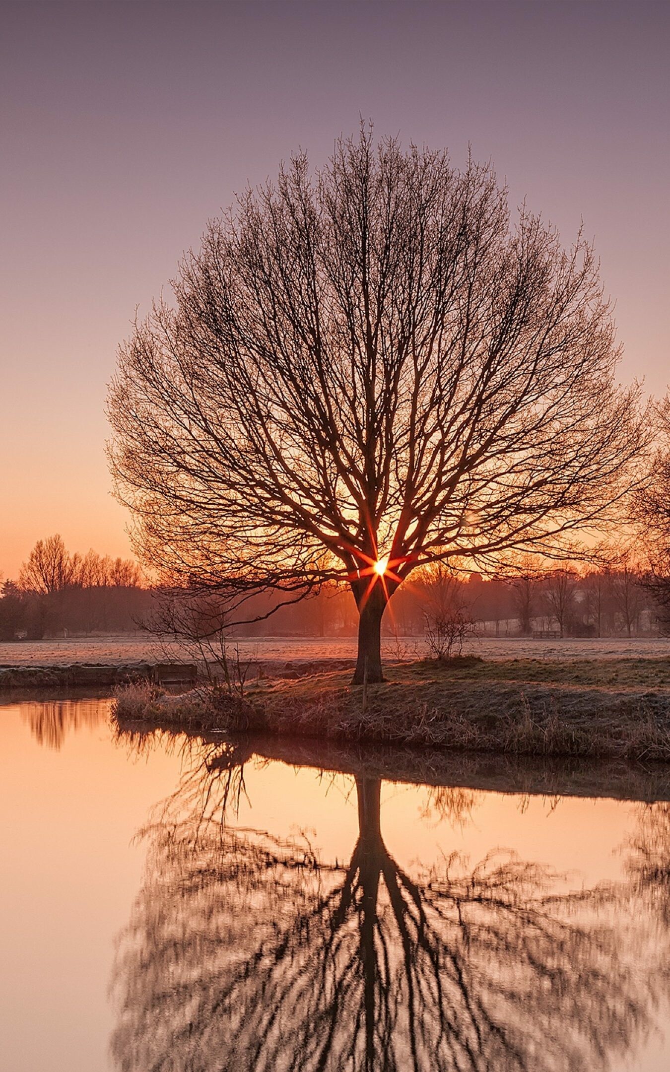 Sunset trees, Reflective beauty, Dusk's embrace, Wallpaper perfection, 1350x2160 HD Phone