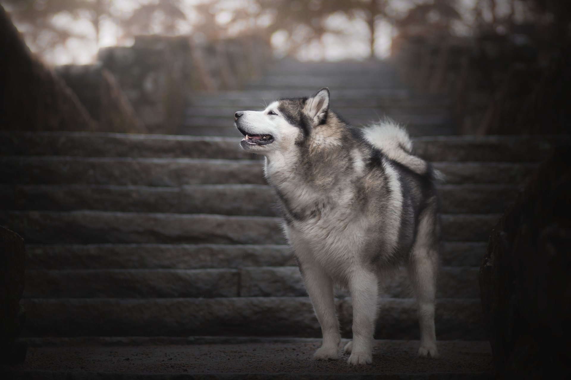 4K Alaskan Malamute wallpapers, Background images husky, Dog wallpapers, Alaskan Malamute, 1920x1280 HD Desktop