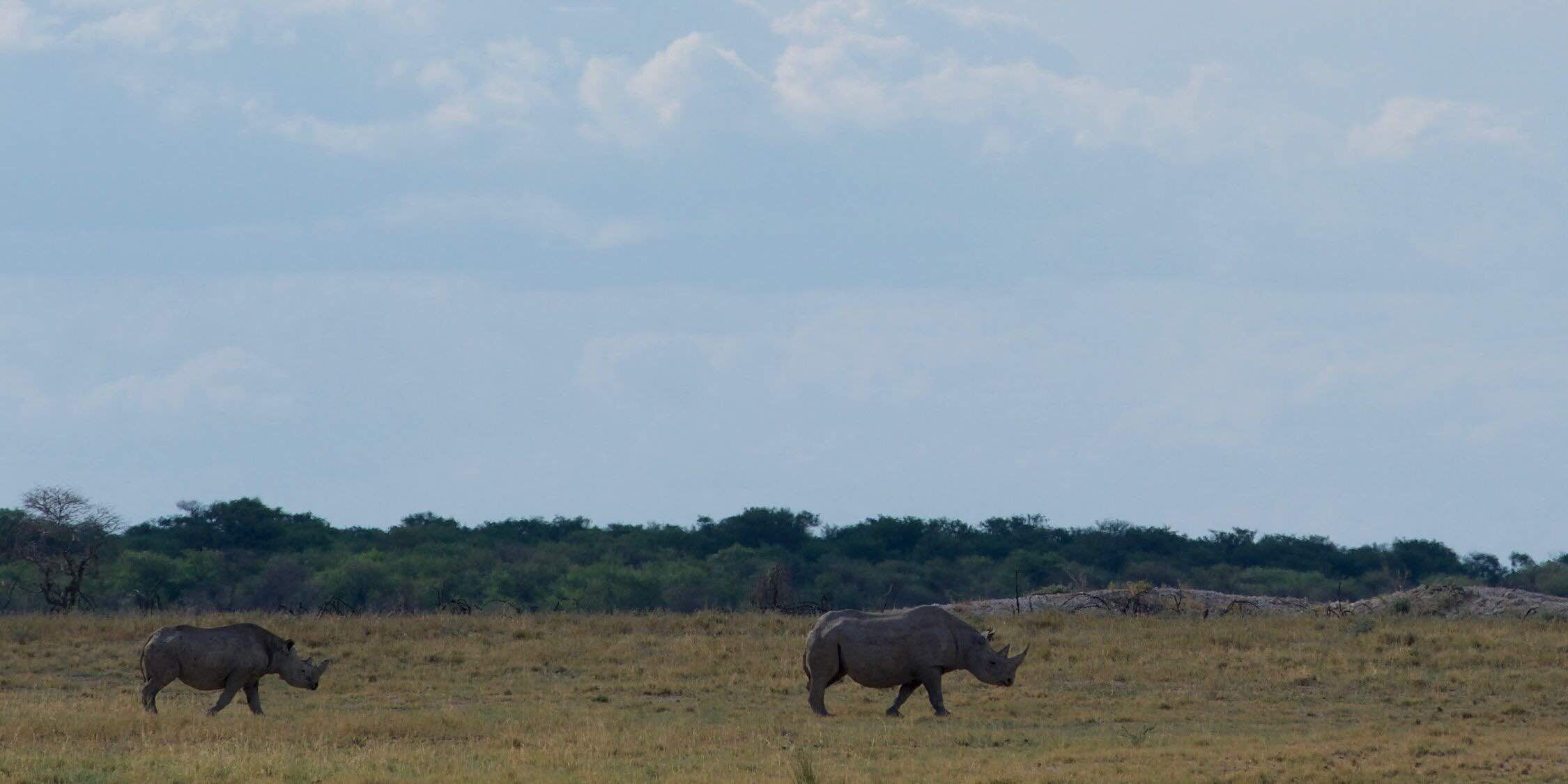 Self-driving safari, Etosha wildlife, Adventure guidebook, Namibian exploration, 2250x1130 Dual Screen Desktop