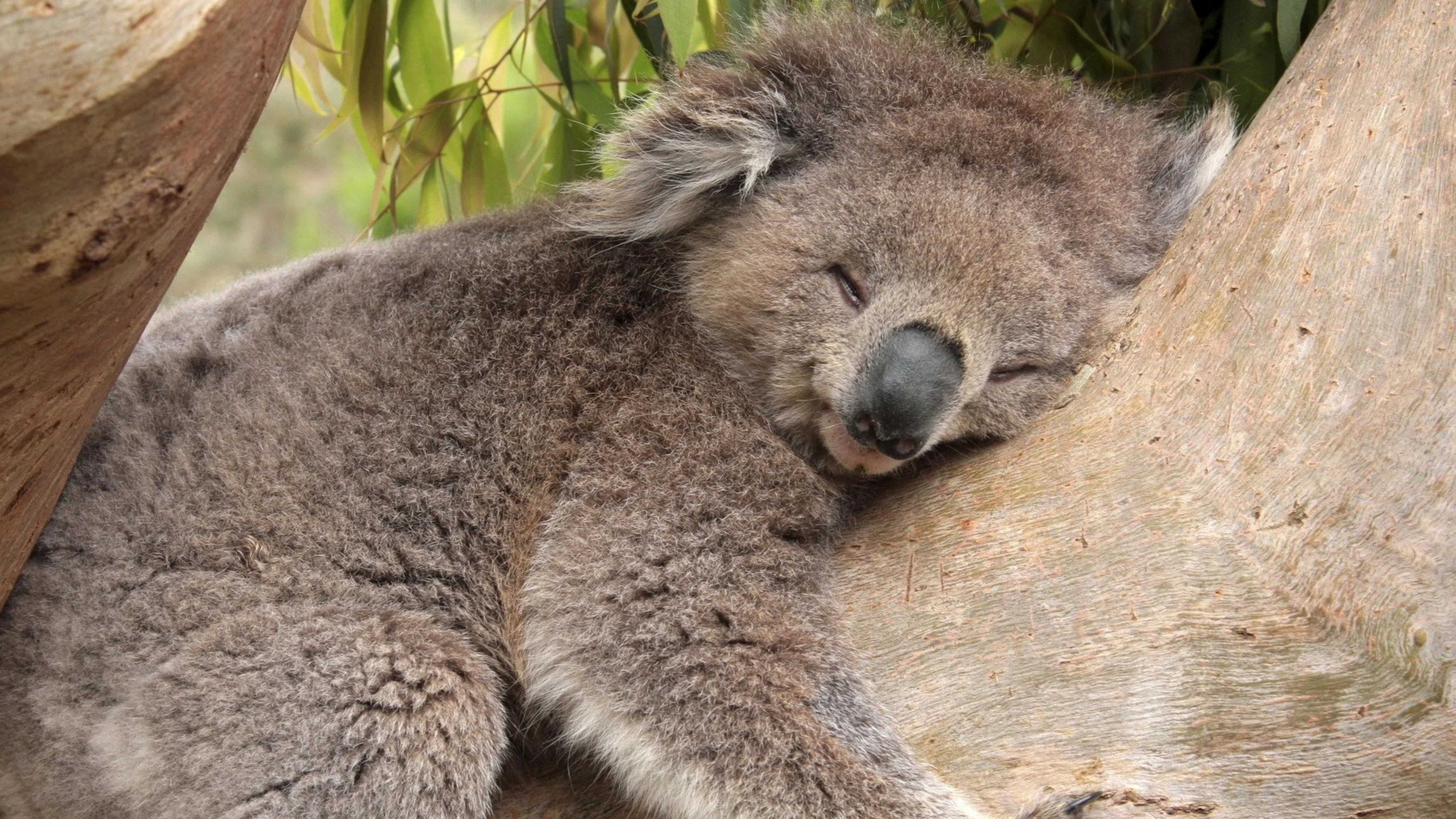 Sleeping, Koalas Wallpaper, 3840x2160 4K Desktop