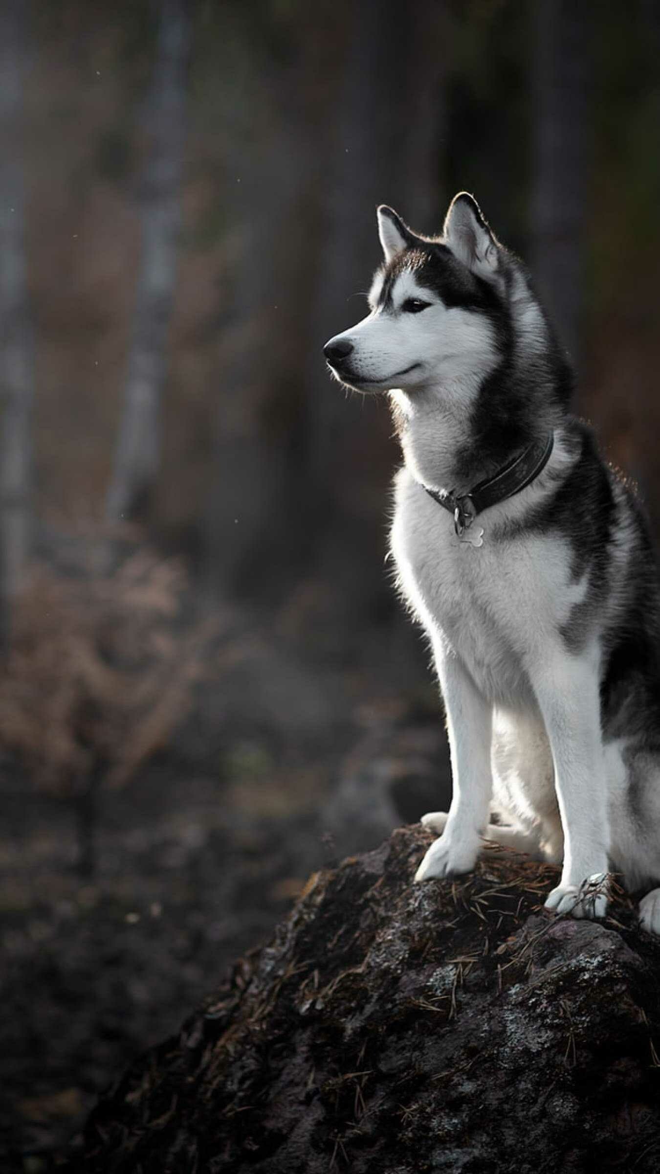 Siberian Husky, Dogs Wallpaper, 1350x2400 HD Phone