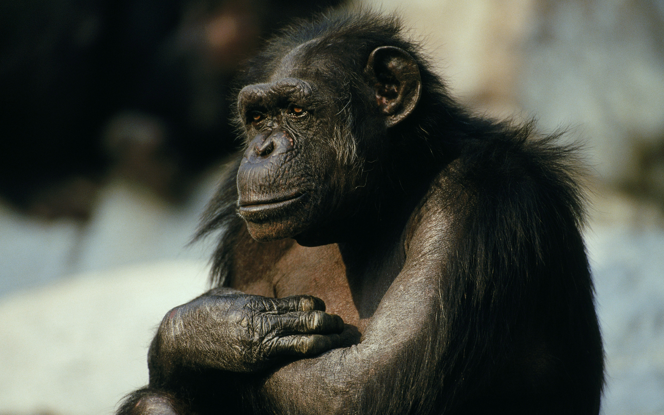 Chimpanzee, Collection of wallpapers, Diverse images, Wildlife appreciation, 2560x1600 HD Desktop