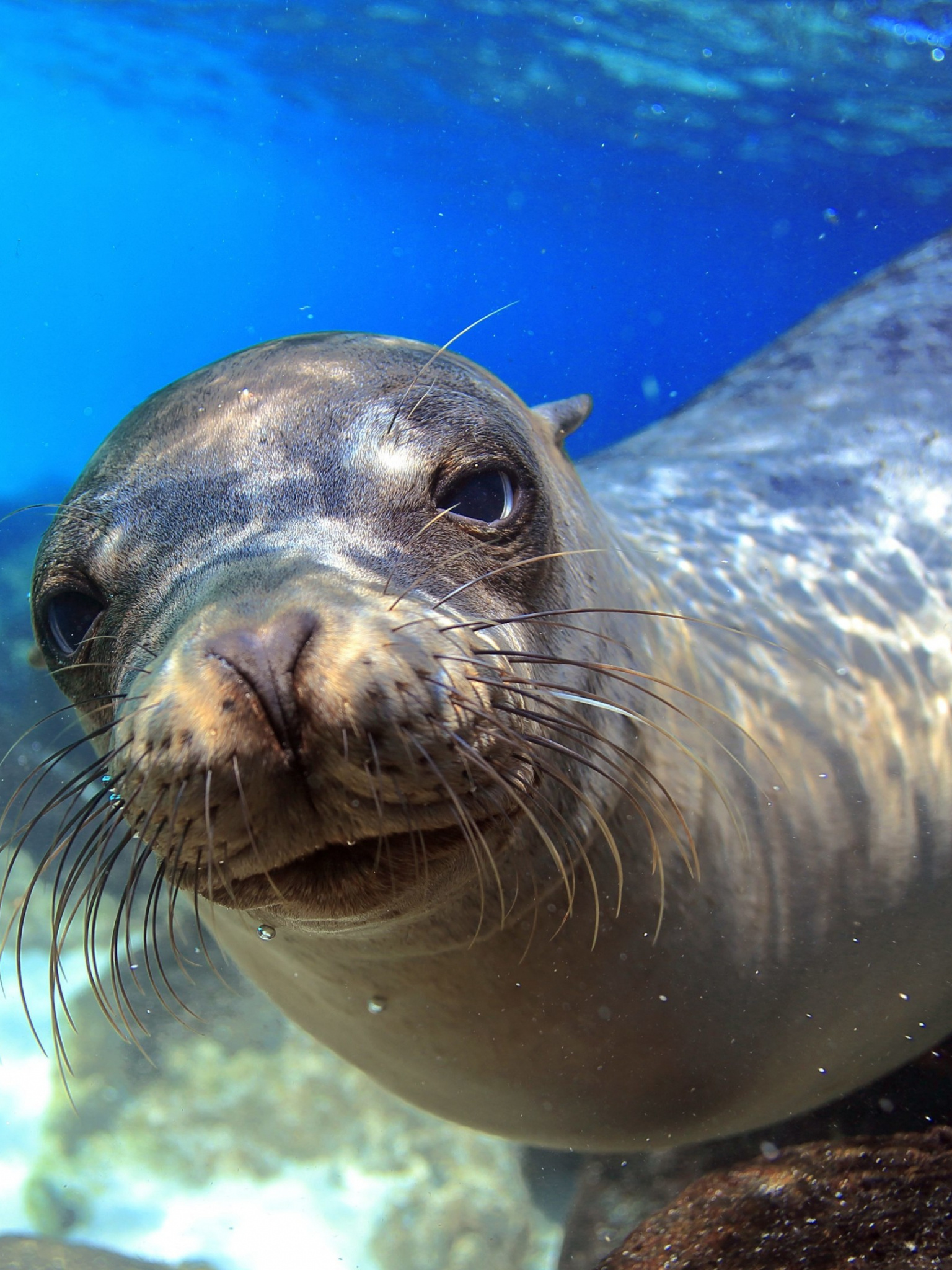 Galapagos island, Underwater close up, 1540x2050 HD Phone