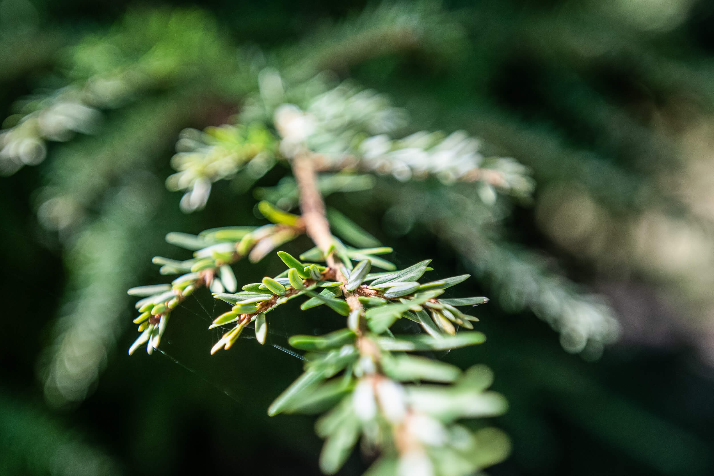 Eastern hemlock, Purdue Fort Wayne, Tree species, Natural beauty, 2500x1670 HD Desktop