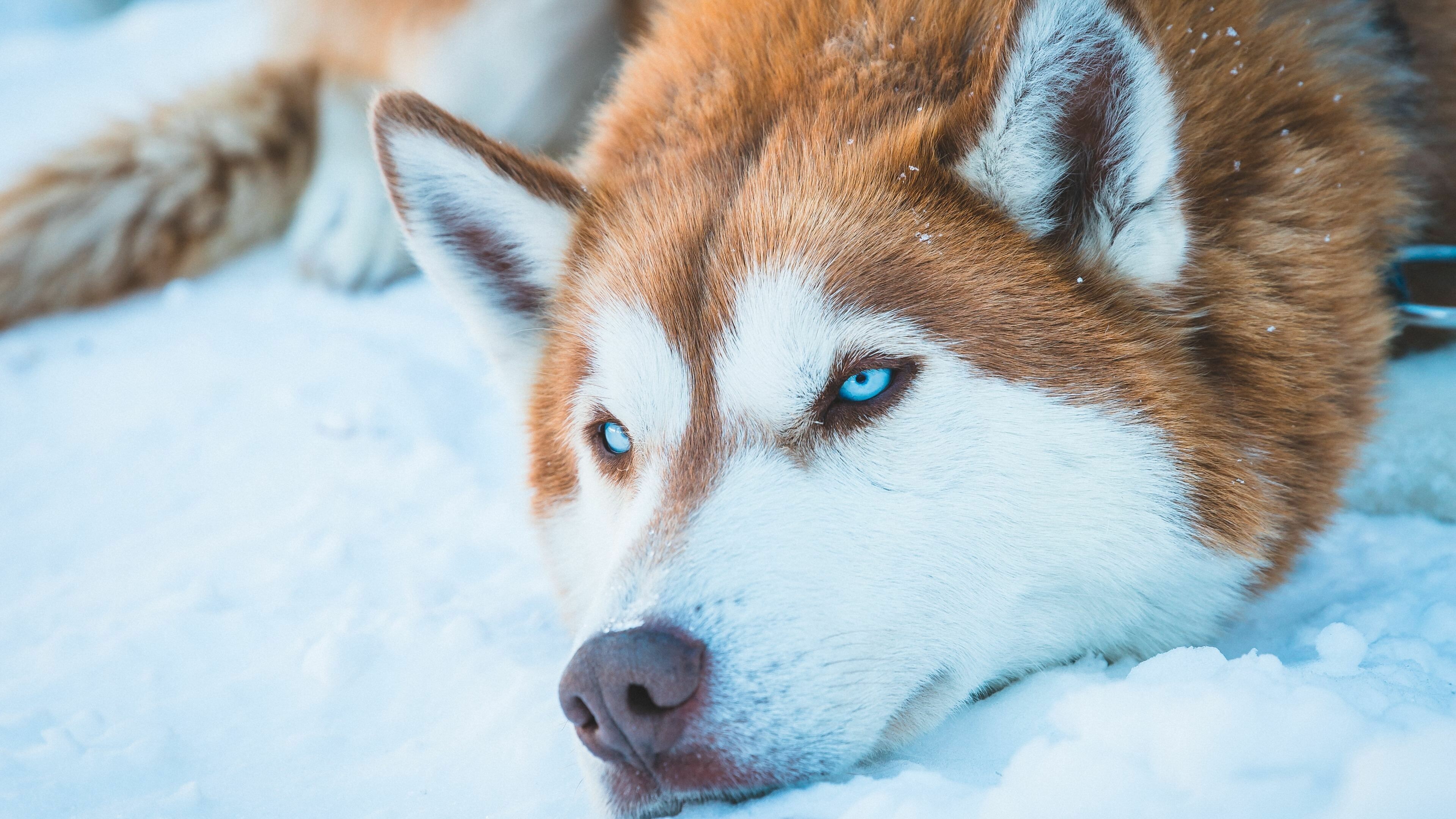 Siberian Huskies