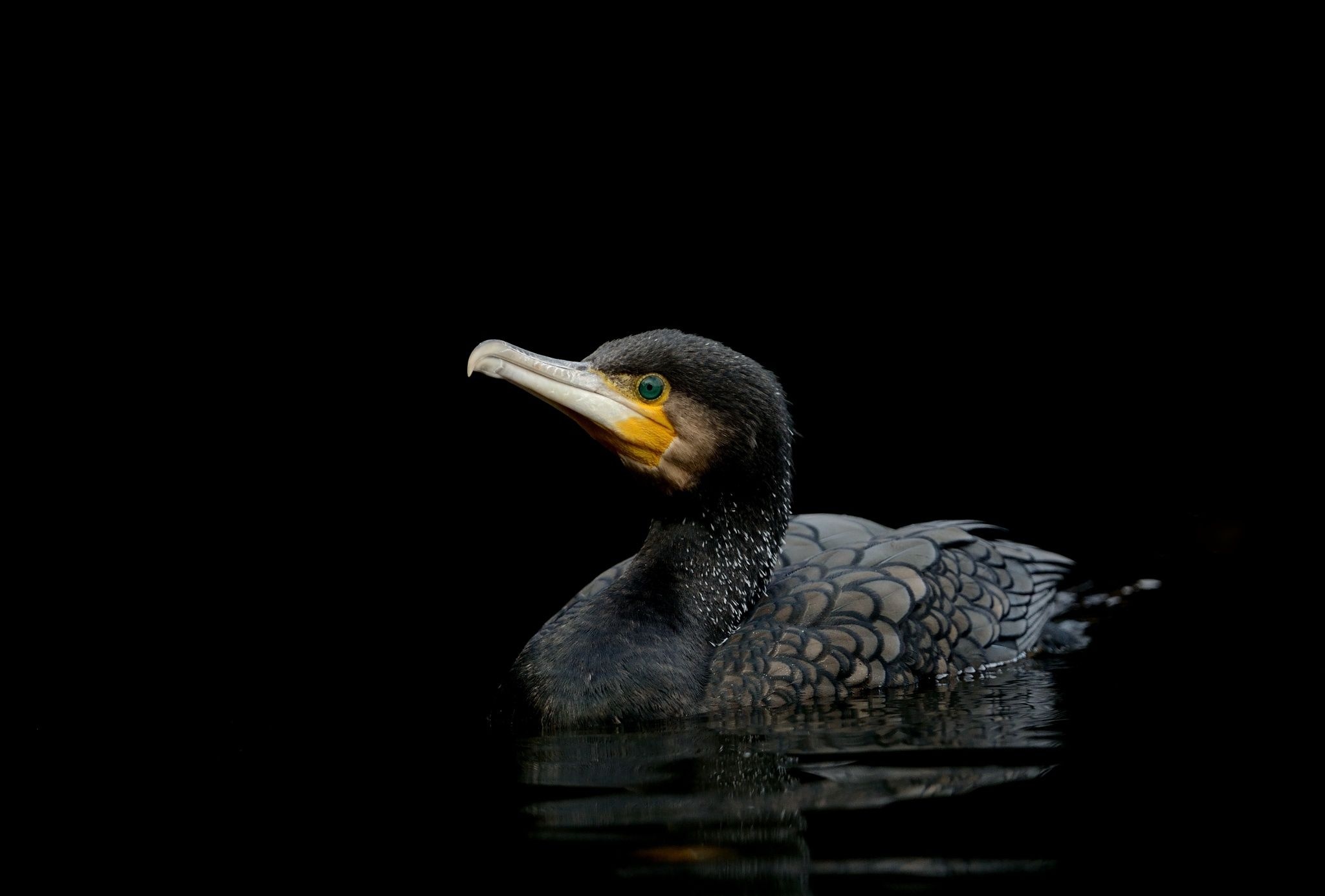 Cormorant as pets, Bird companionship, Unique avian species, Feathered wonders, 2050x1390 HD Desktop