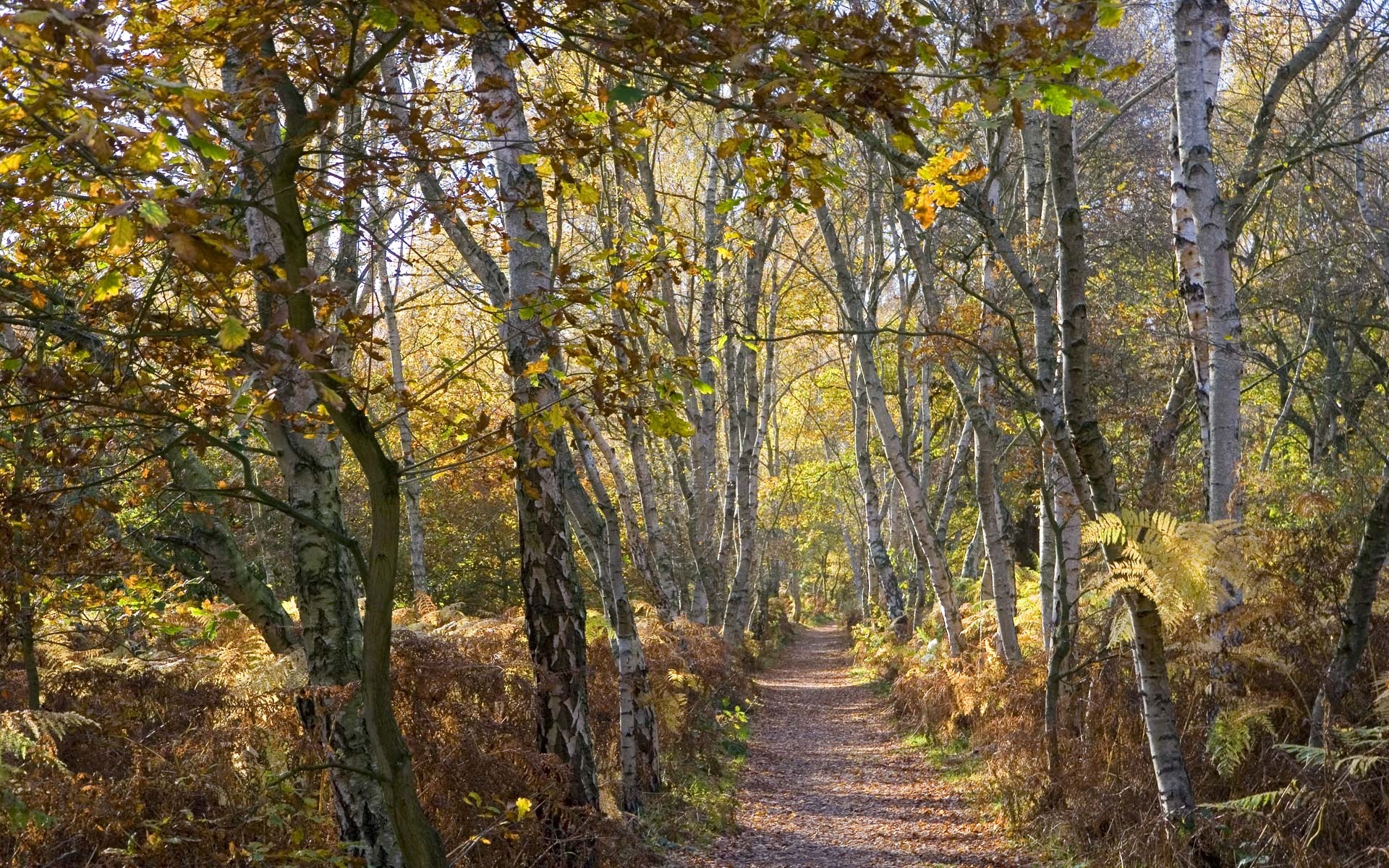 Birch tree forest wallpapers, Birch woods wallpaper, 1920x1200 HD Desktop