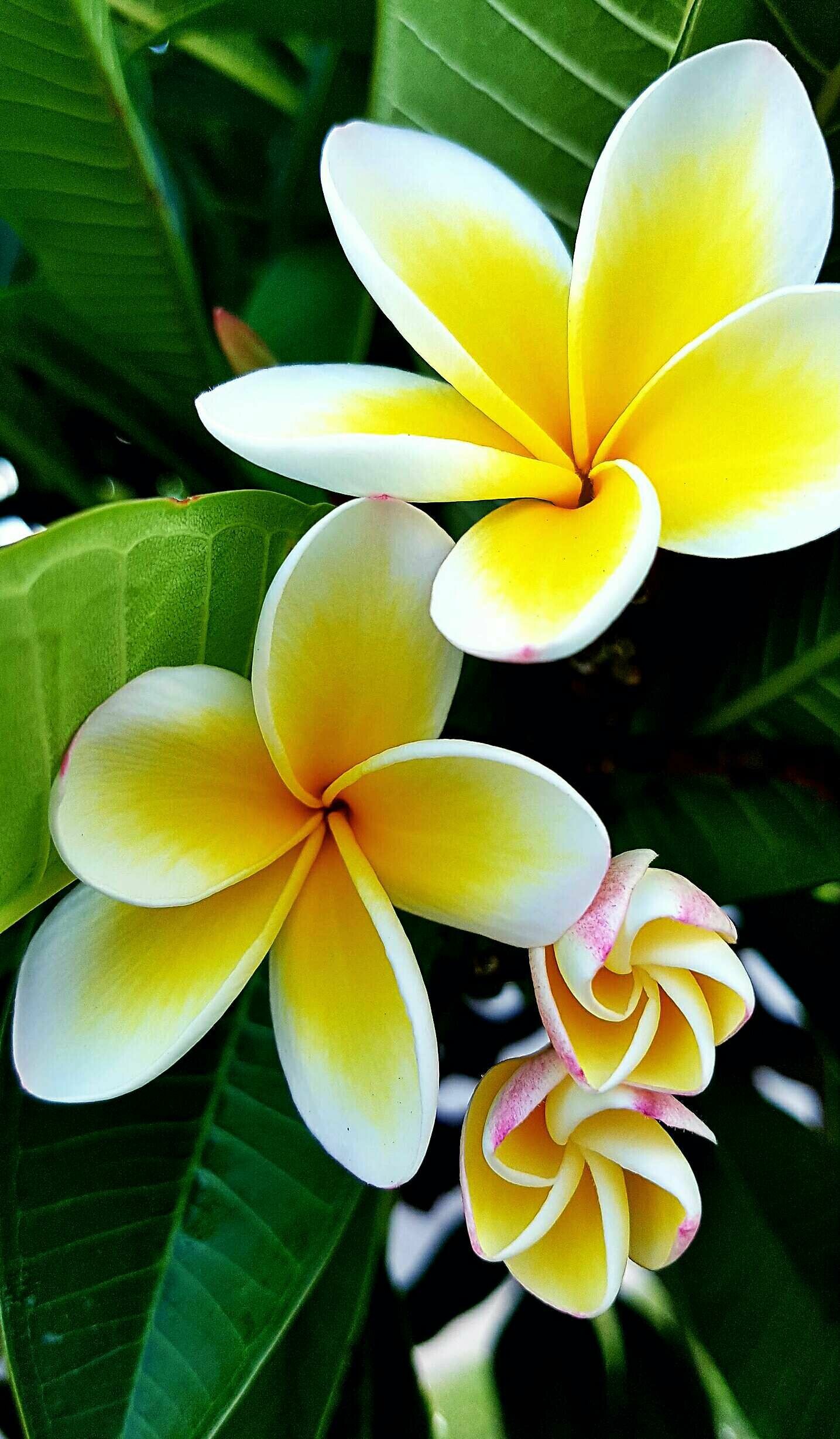 Plumeria flowers, Amazing beauty, Virtual flowers, Exquisite joy, 1440x2460 HD Phone