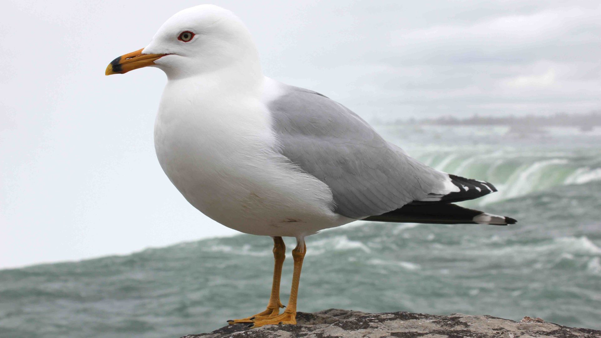 Niagara Falls seagull, Desktop wallpaper, HD beauty, Stunning scenery, 1920x1080 Full HD Desktop