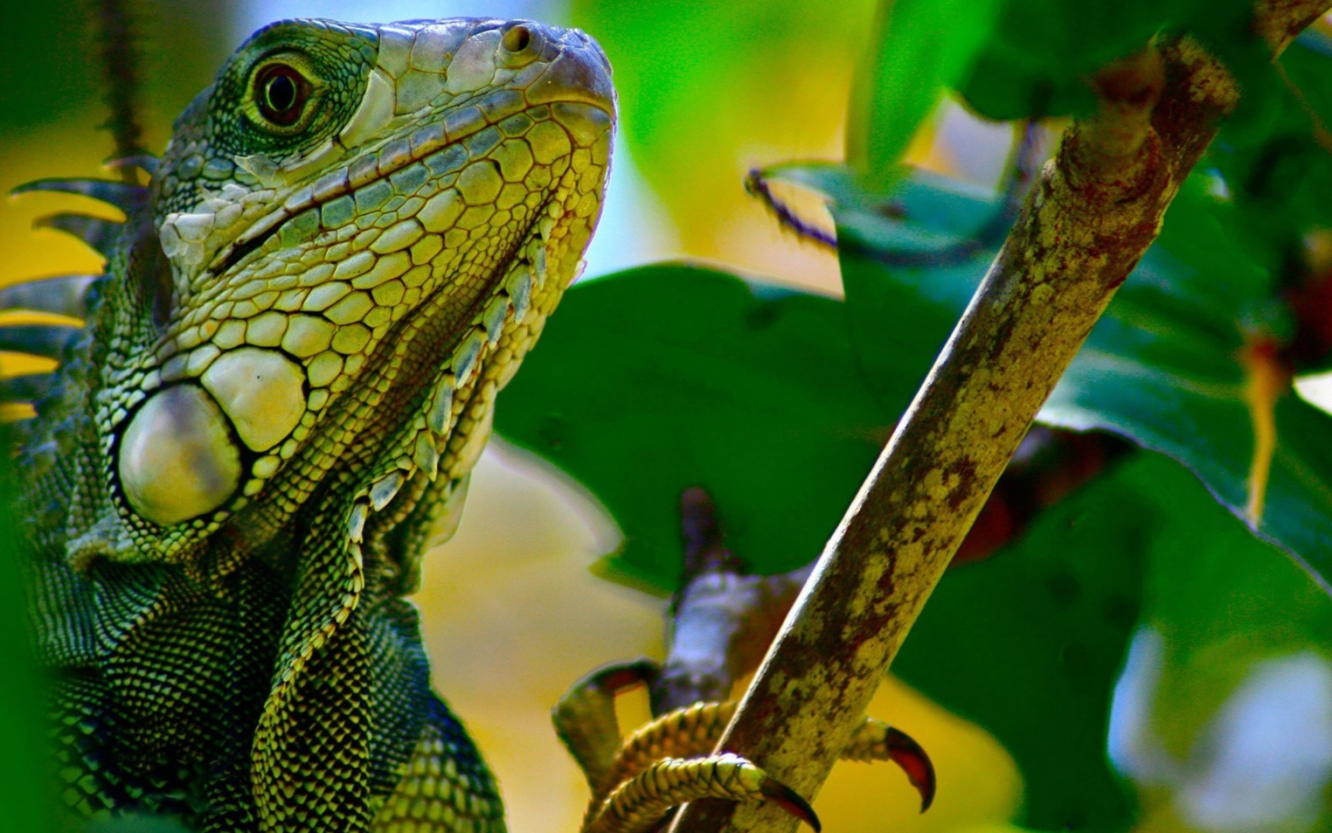 Iguana 2 wallpaper, Animal wallpapers, 1920x1200 HD Desktop