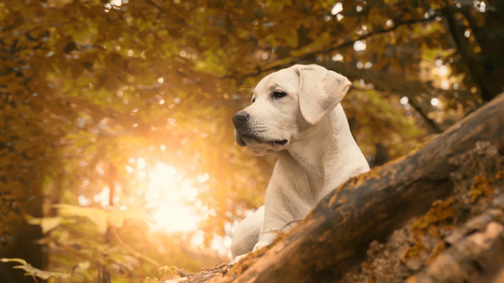 Labrador Retriever, Dog wallpapers, Canine companion, Beautiful photos, 1920x1080 Full HD Desktop