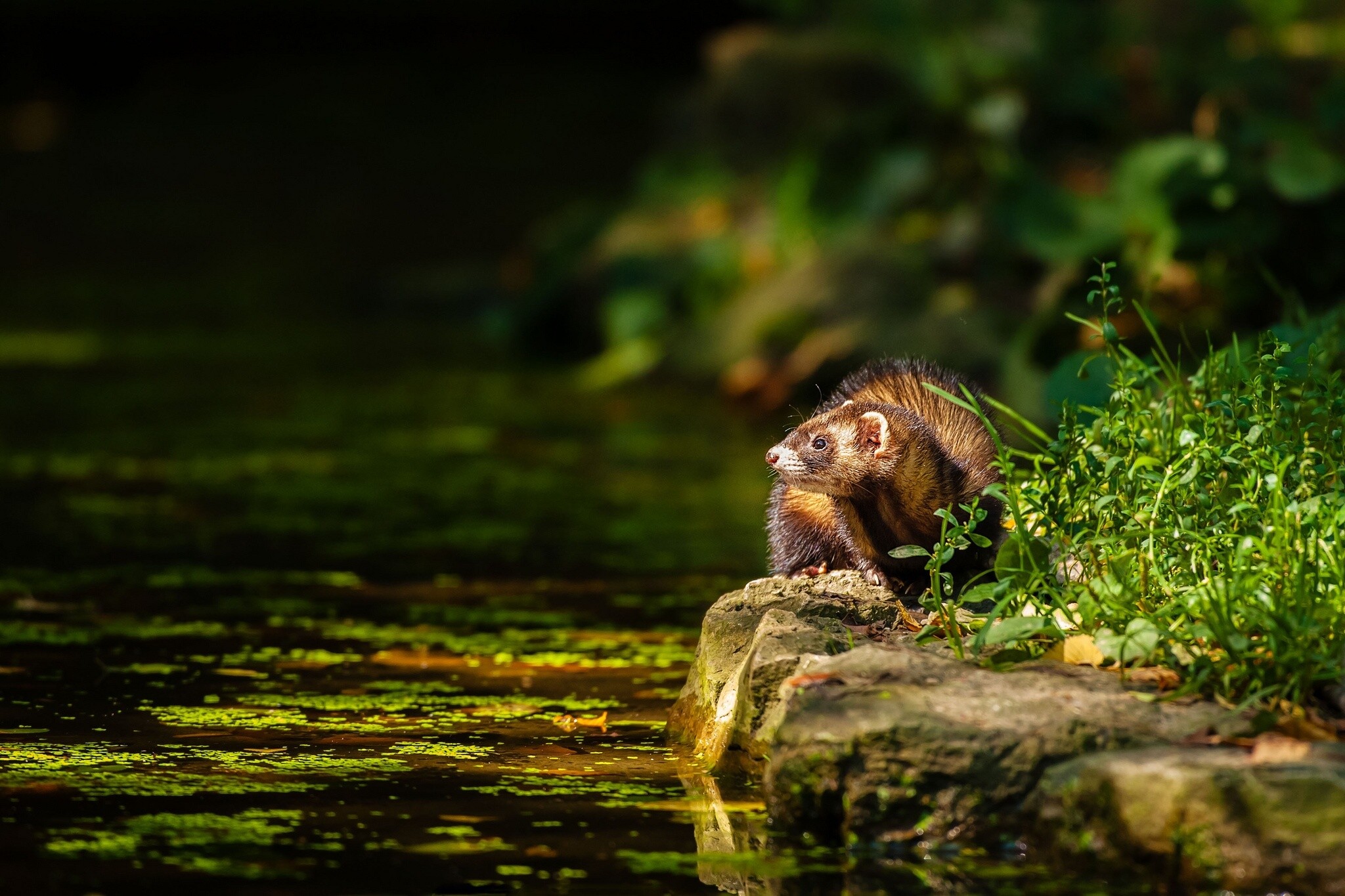 Ferret HD wallpaper, Captivating eyes, Adorable pet, Precious creature, 2050x1370 HD Desktop