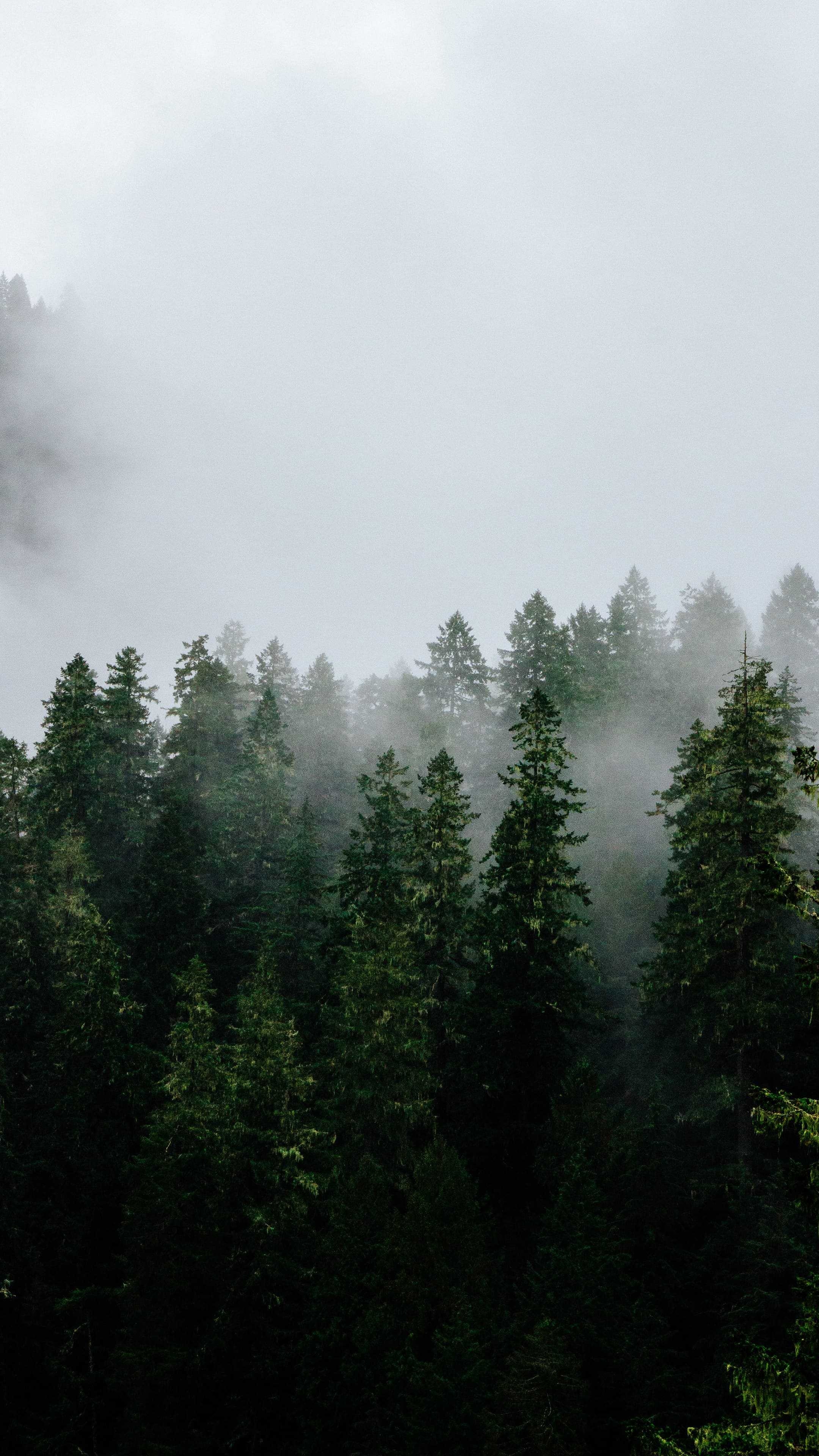 Foggy forest, Misty iPhone wallpapers, Frontside misty, Pokemon misty, 2160x3840 4K Phone