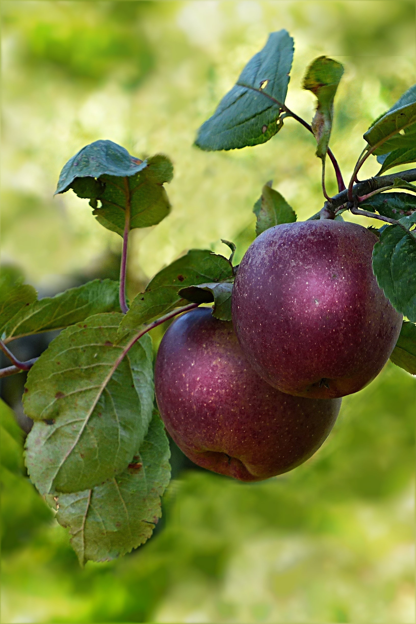 Apple Tree, Close-up photography, Round red fruit, Tree, 1640x2450 HD Phone