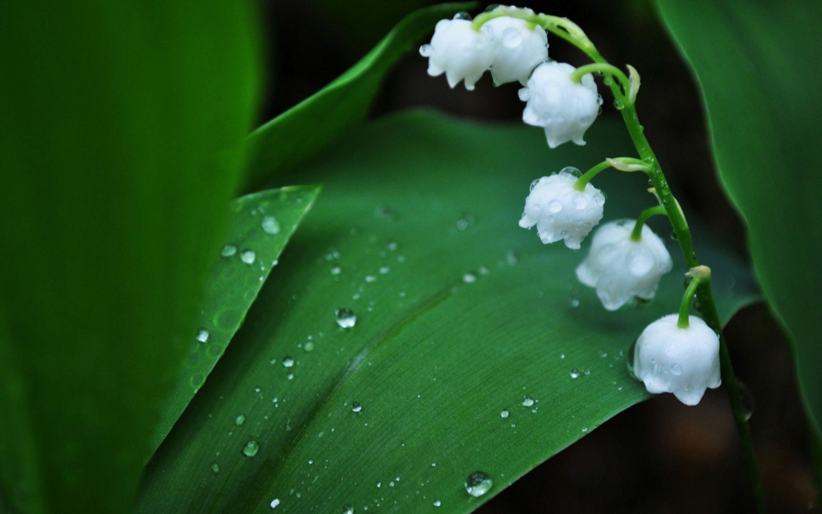 Raindrops, Lilies of the Valley Wallpaper, 2880x1800 HD Desktop