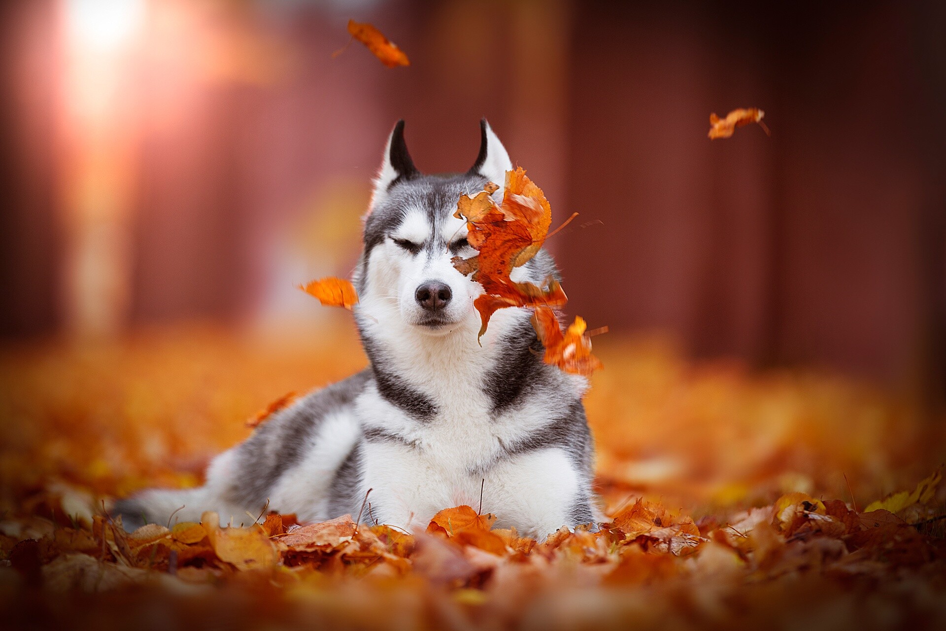 Autumn-themed Husky, Rustic charm, Seasonal inspiration, Cozy wallpaper, 1920x1280 HD Desktop